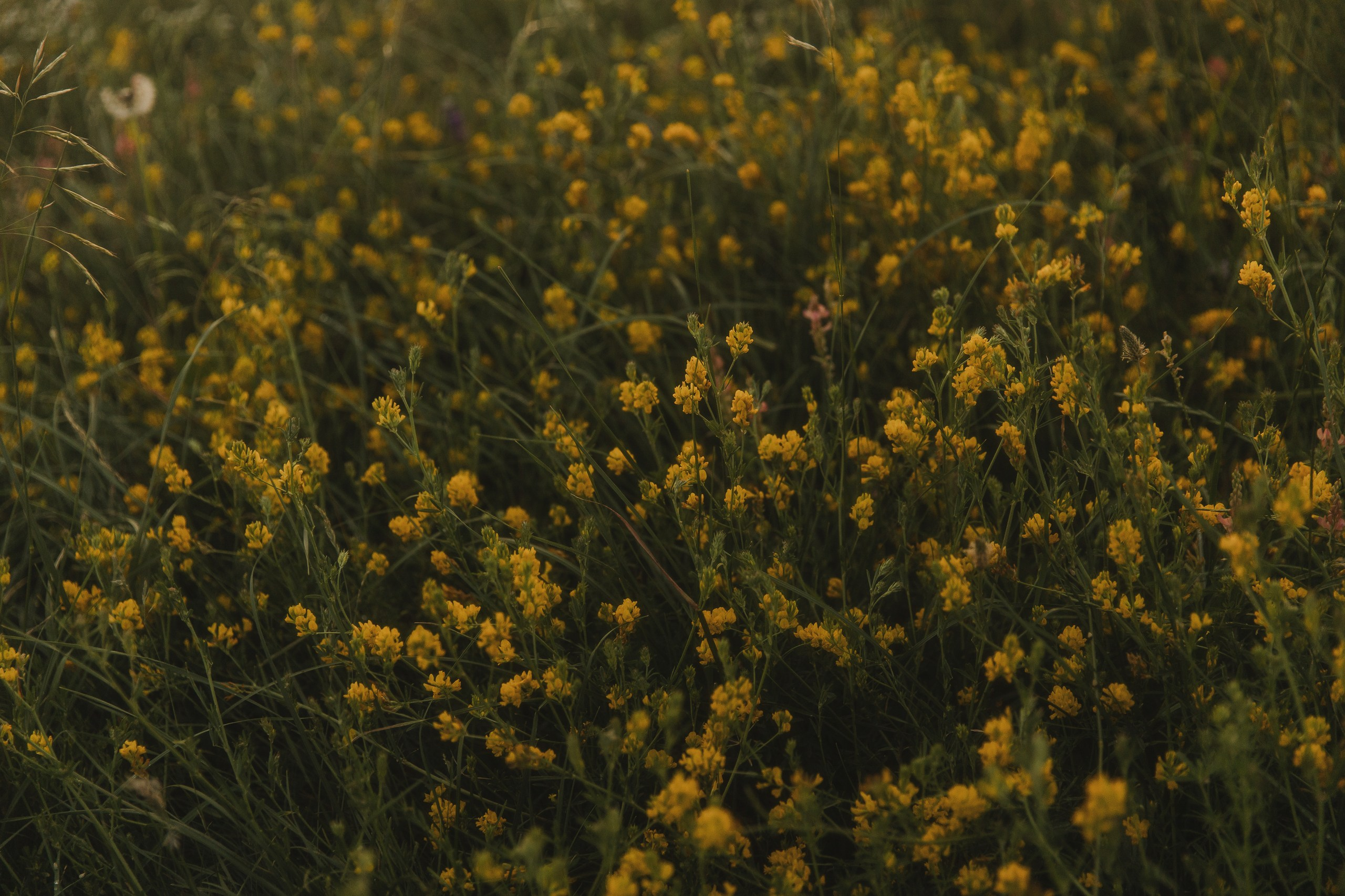 Свадебная фотография. Фотограф Николай Петрушкин | Ставрополь, Москва