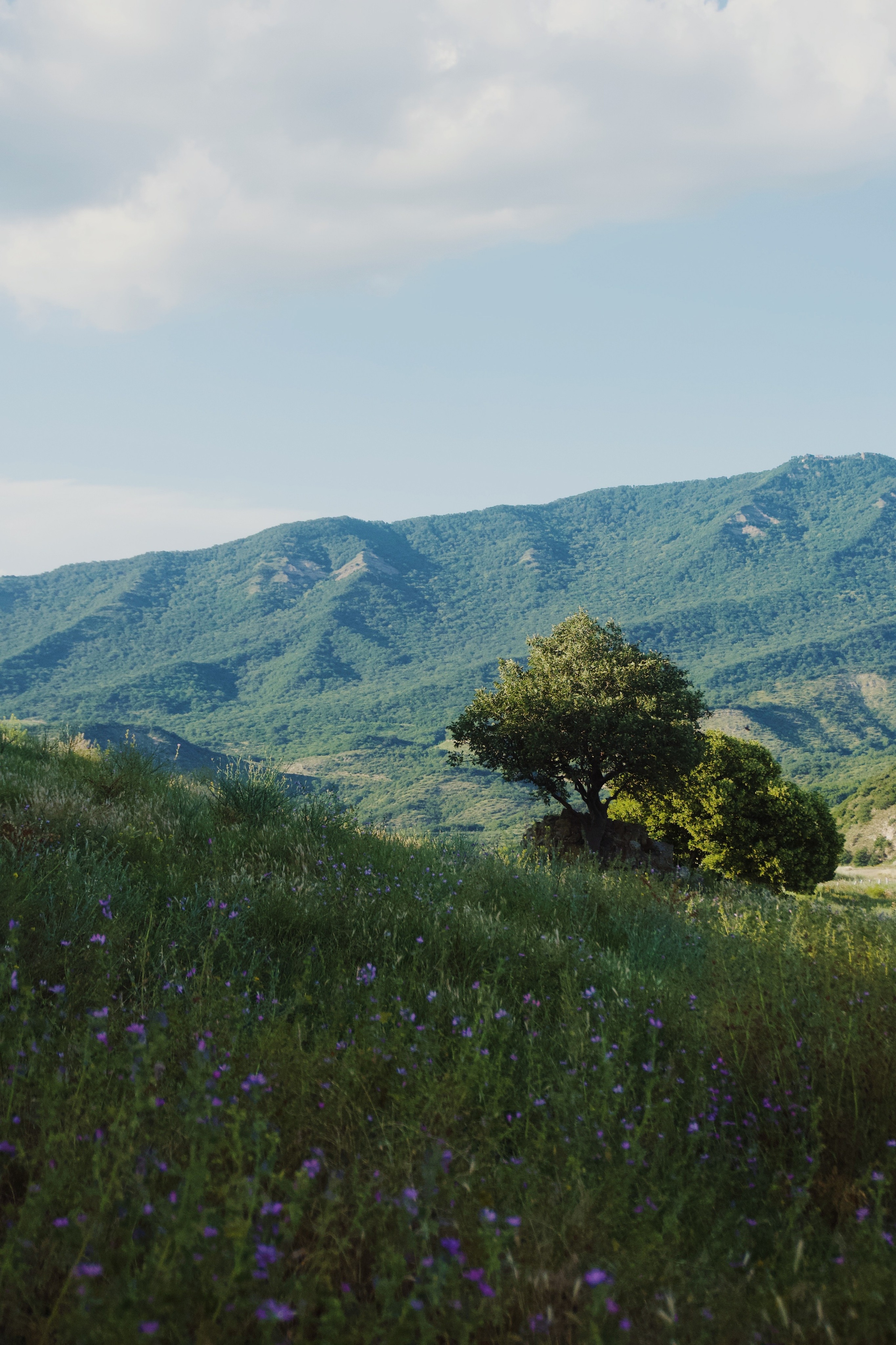 Тбилиси. Татьян гертье