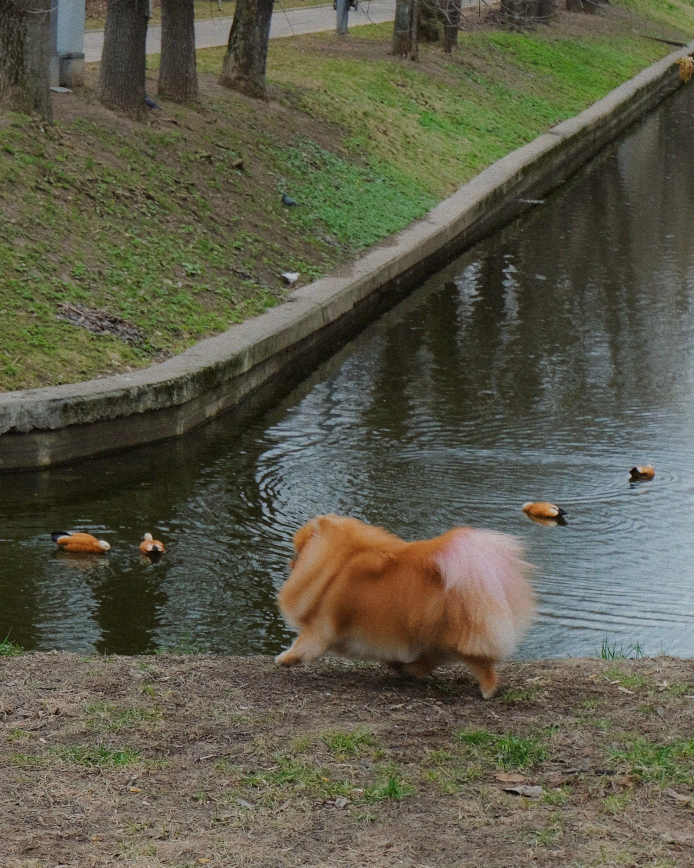 Питомцы. Татьян гертье