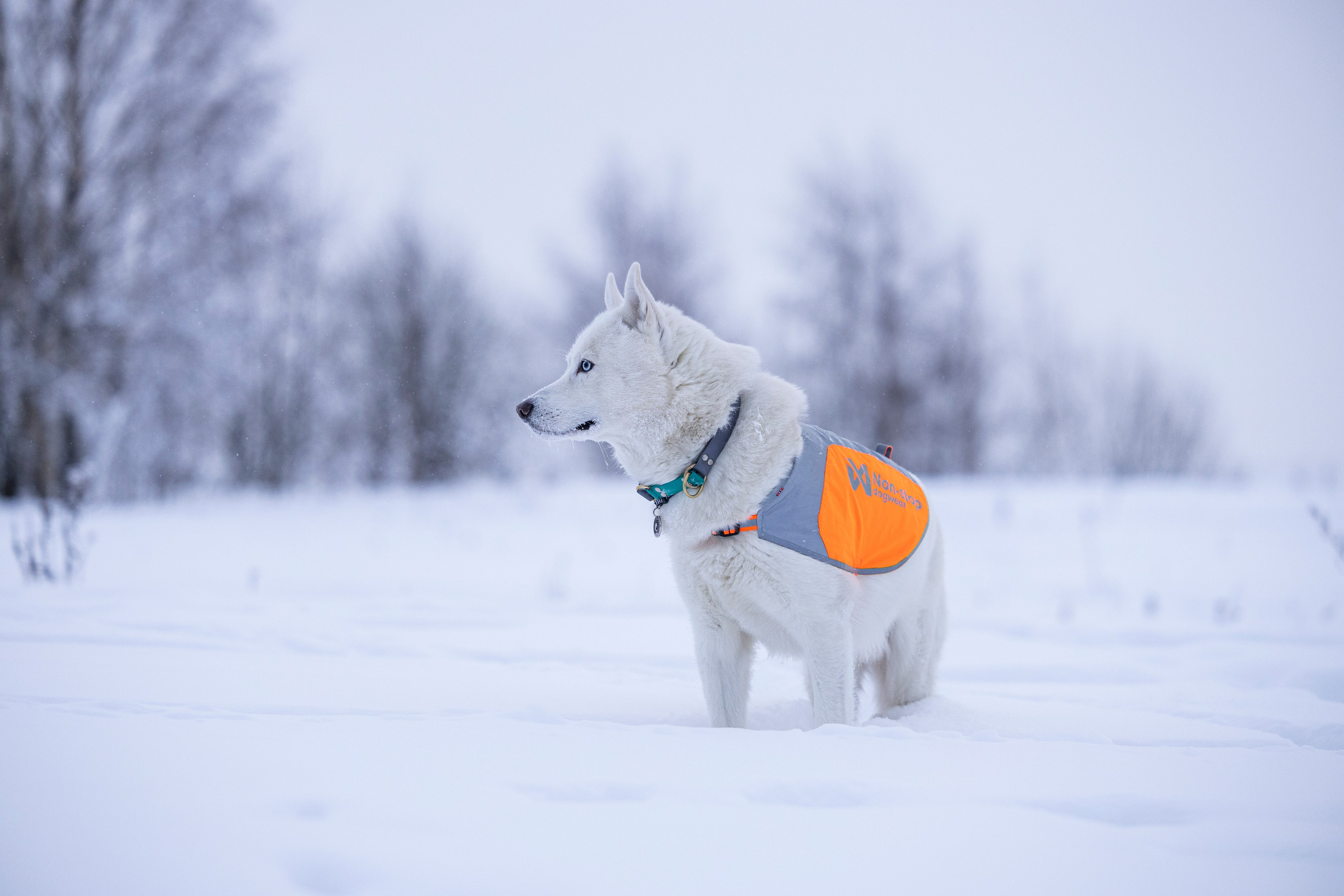 Рики и Гаруда. Фотограф-анималист Анна Маринич