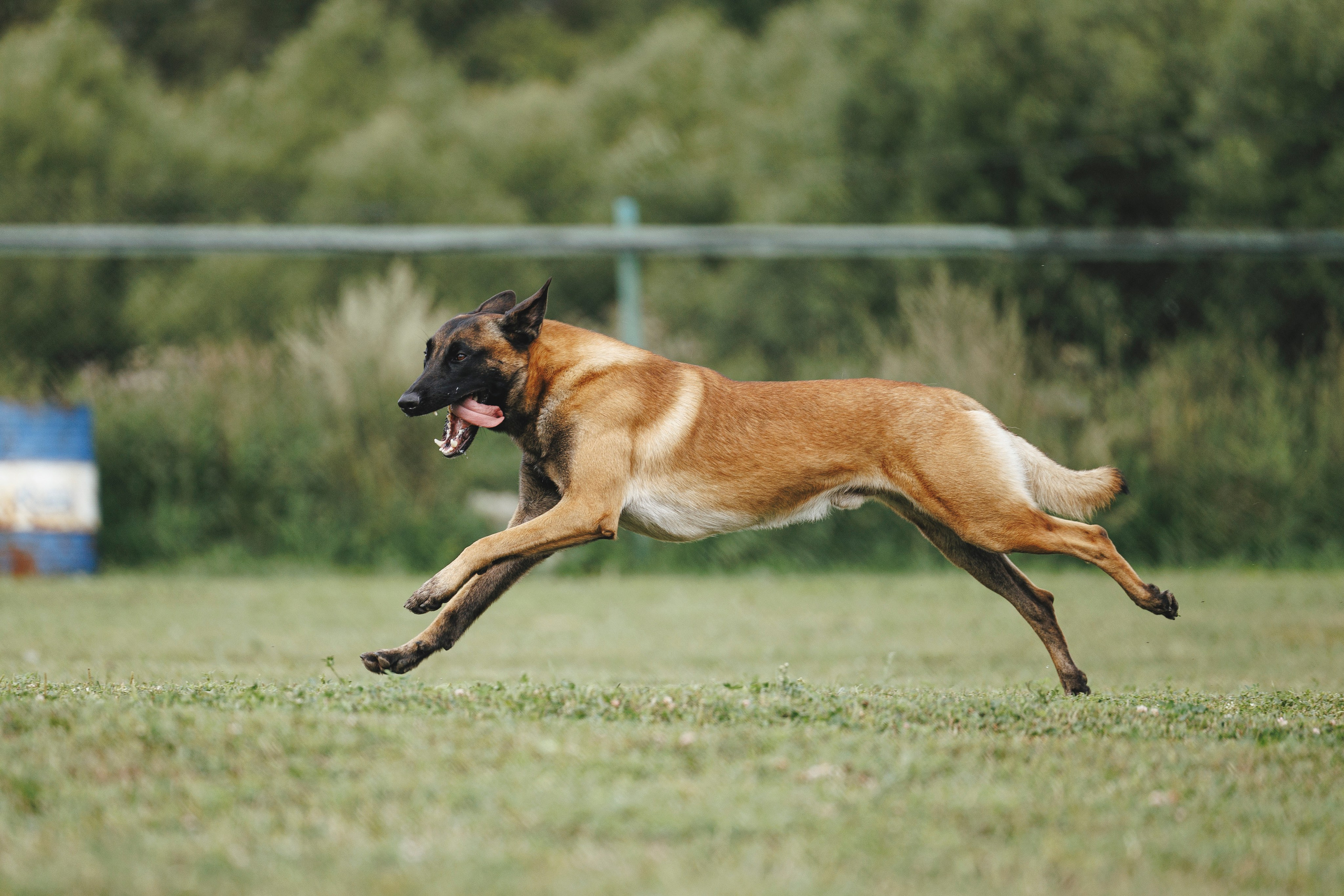 08.08.25-10.08.25 ЧР по мондьорингу г. Вологда. Фотограф-анималист Анна Маринич