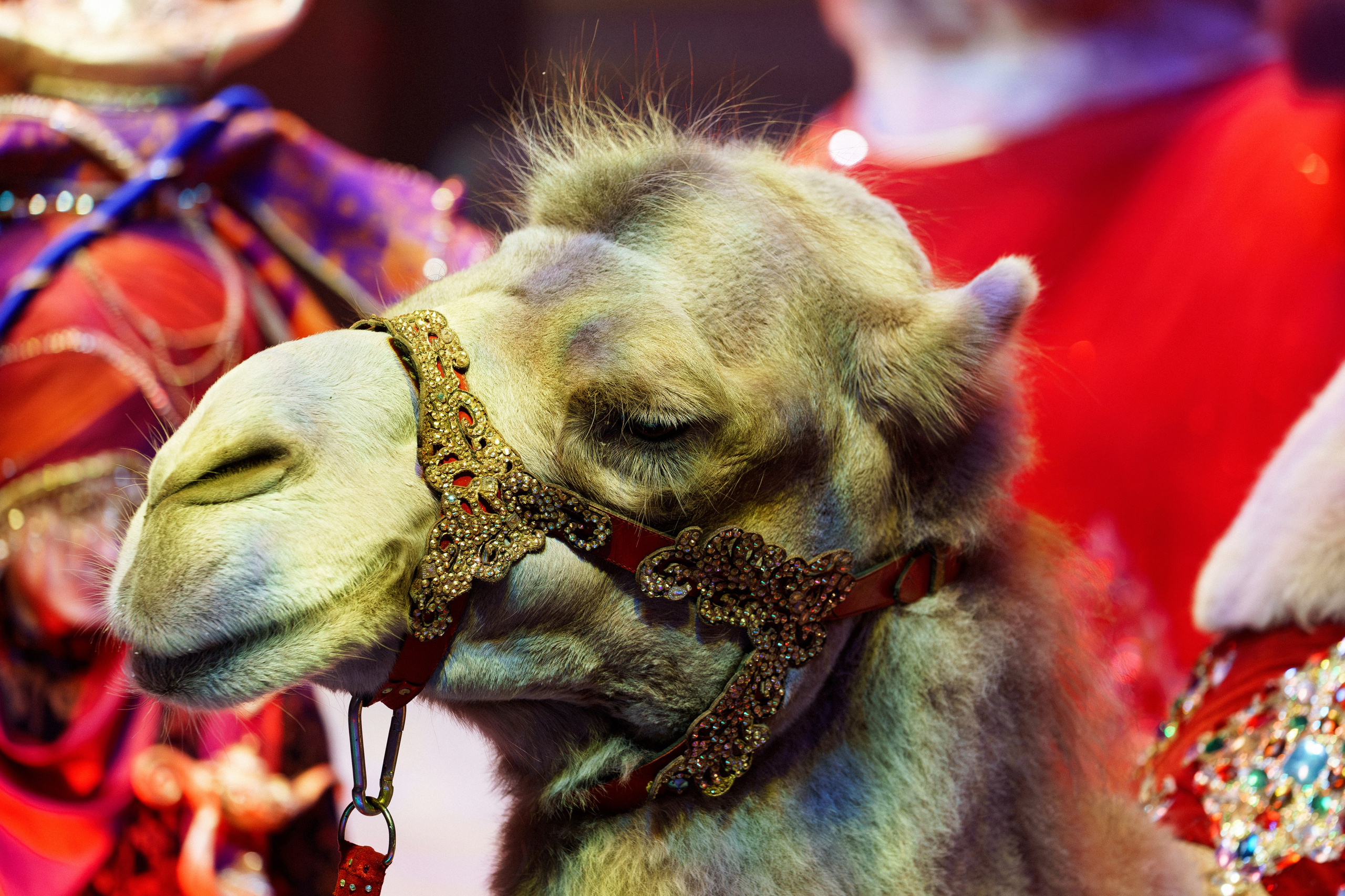 Новое шоу Гии Эрадзе «ПЕСЧАНАЯ СКАЗКА». Фотомастерская Воробьевых