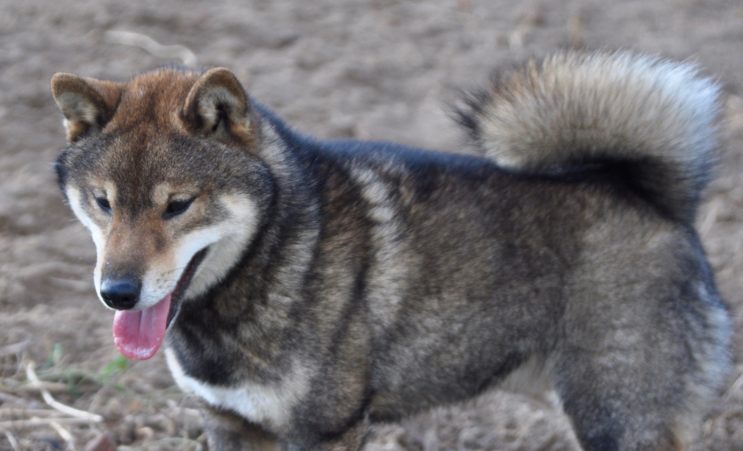 Шаман (сезам) * Шу_ Шаолинь Цукан. AMERICAN AKITA RUBYLIGHT KENNEL I SHIBA-INU