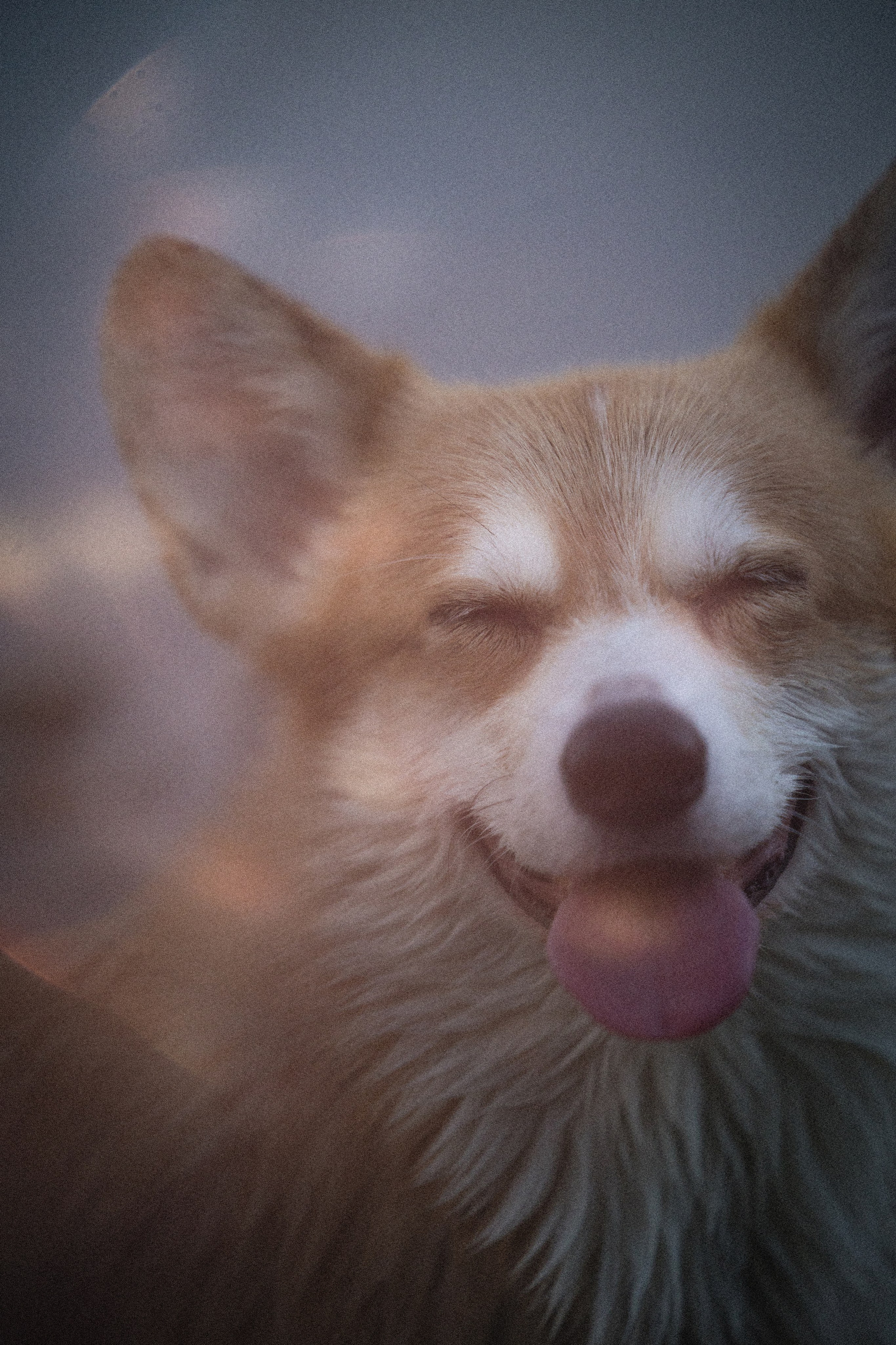 Портфолио. Фотограф-анималист в Екатеринбурге Марина Шишкина