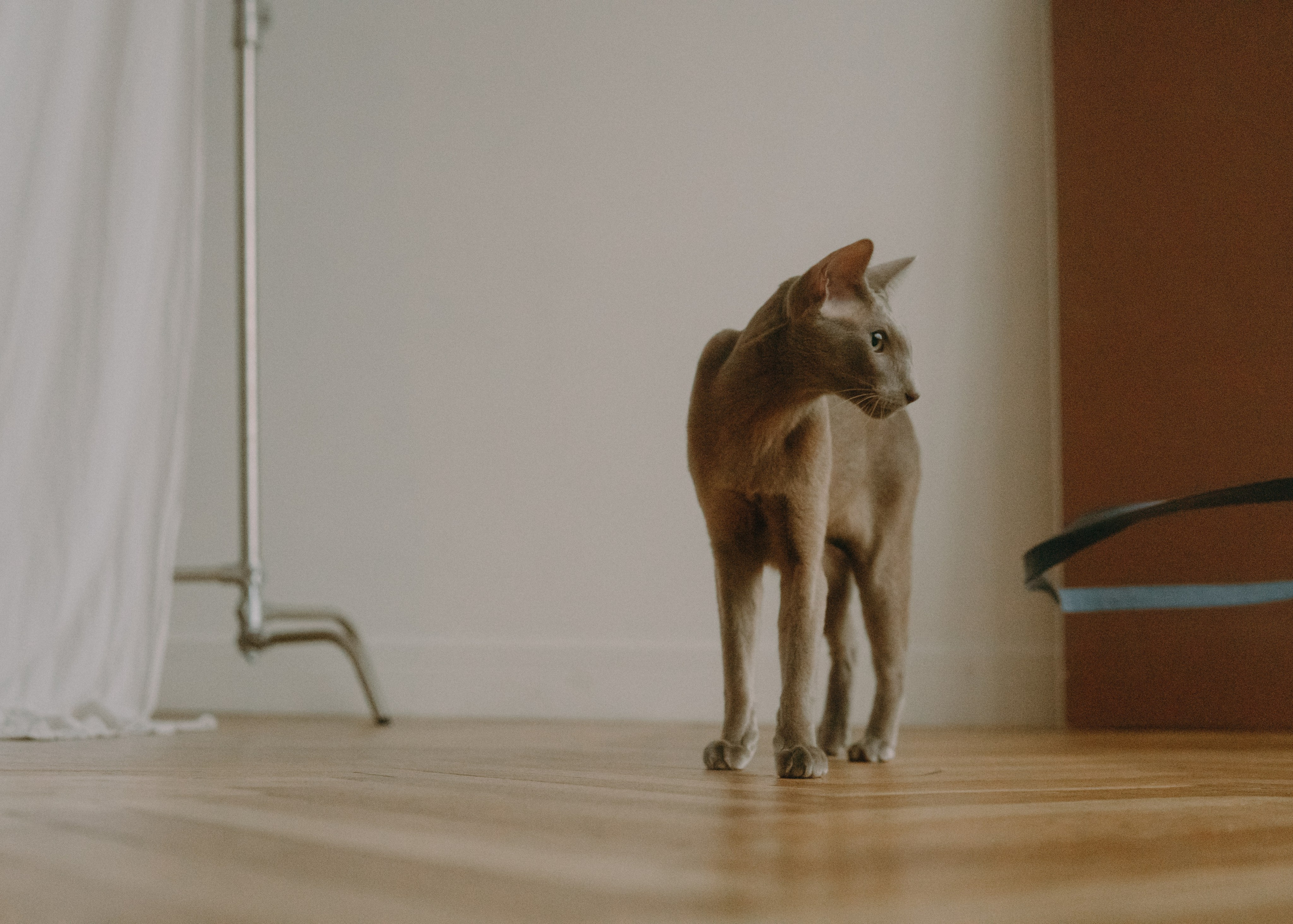 Амина, Булат и Орион. Фотограф-анималист Ксения Воробьева, Москва