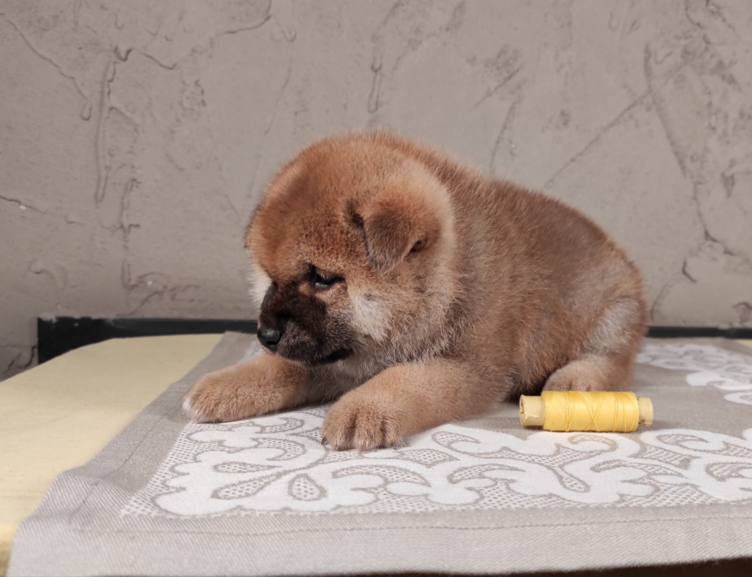 RUBYLIGHT Chojin hoshiko * Хоши Сиба питомник Рубилайт 