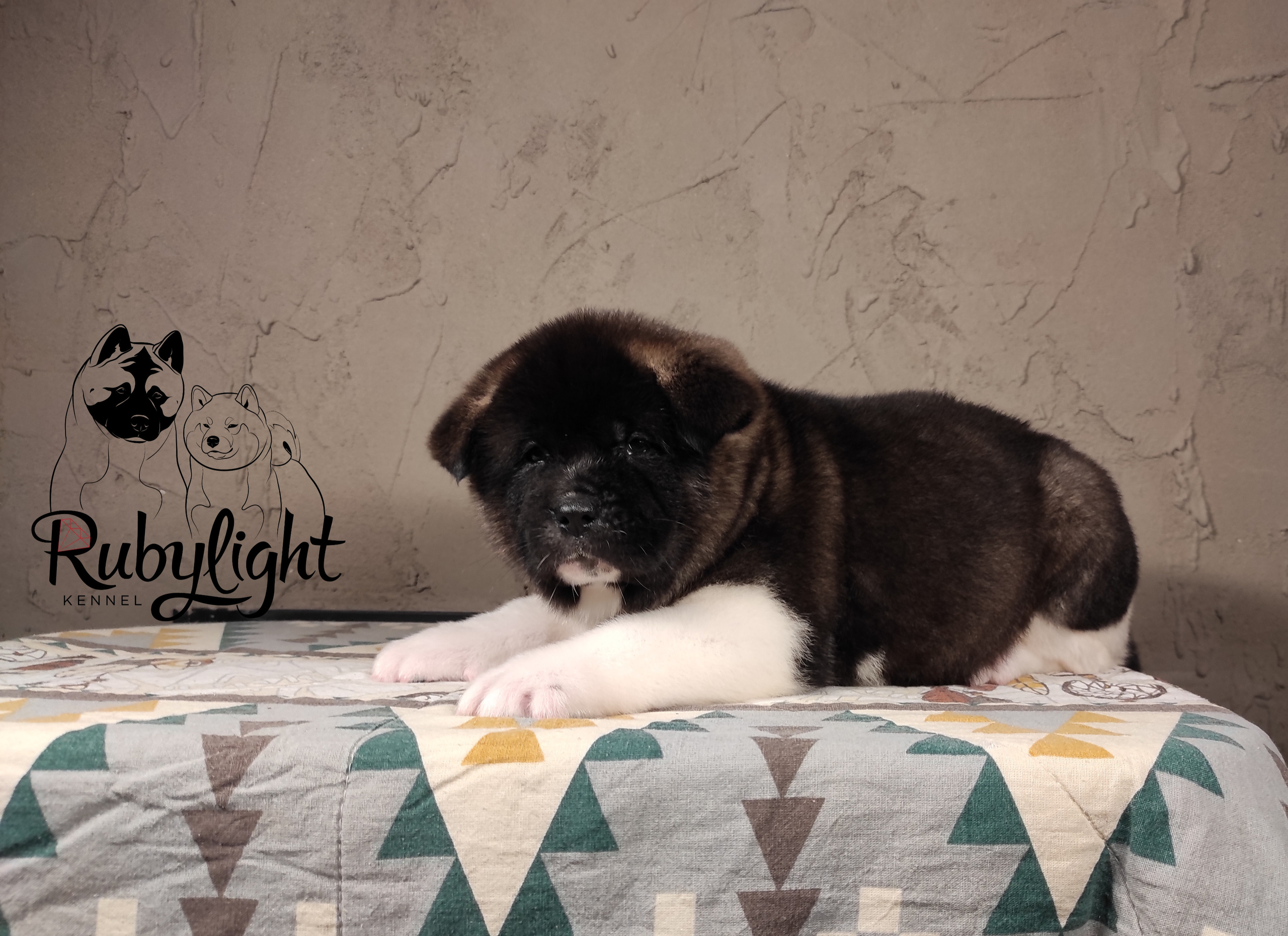 Американская акита Rubylight Sweet dream (RUBYLIGHT BIYA & Dilinze's Hause Orion)