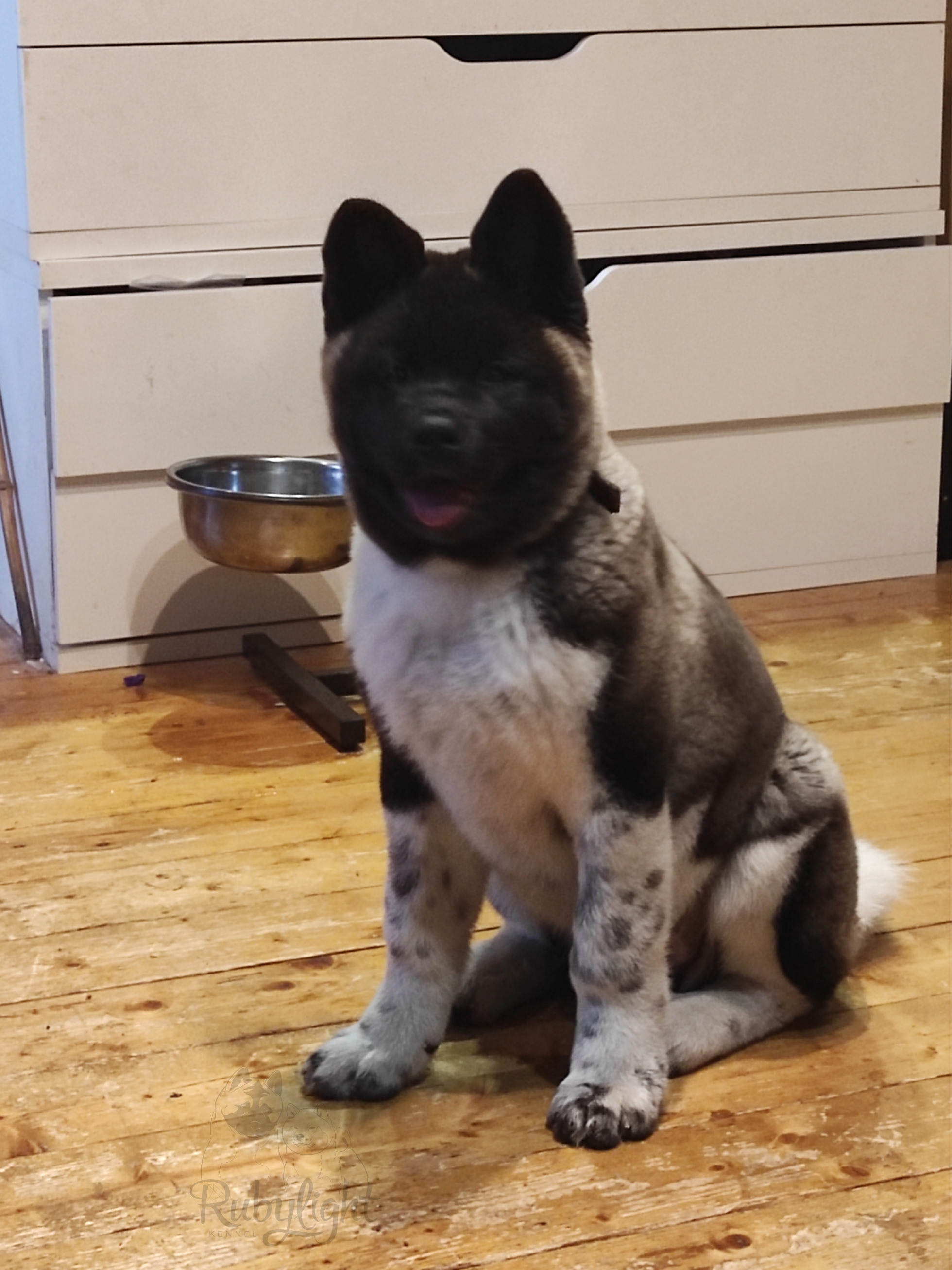 GLORIOUS LION MERCEDES * Шуга , Американская акита Санкт-Петербург, питомник RUBYLIGHT