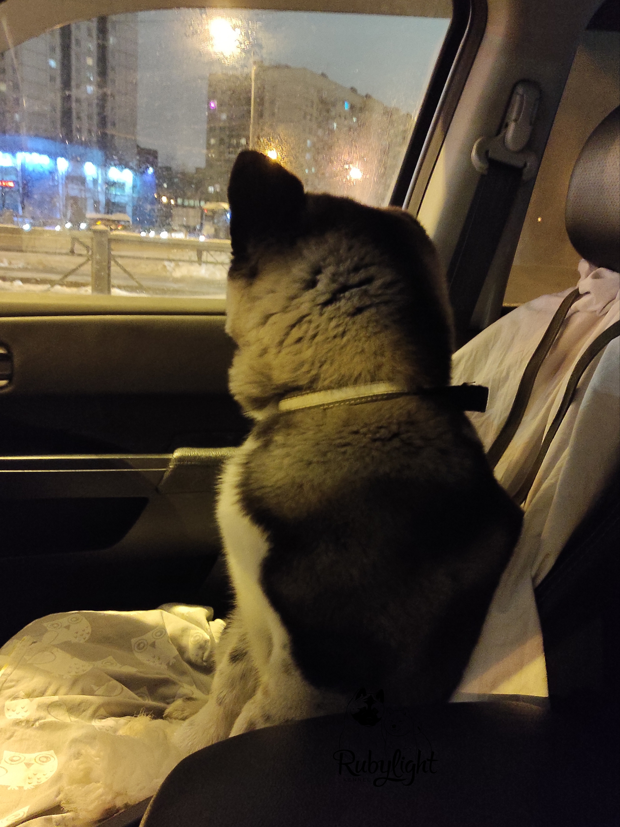 GLORIOUS LION MERCEDES * Шуга , Американская акита Санкт-Петербург, питомник RUBYLIGHT