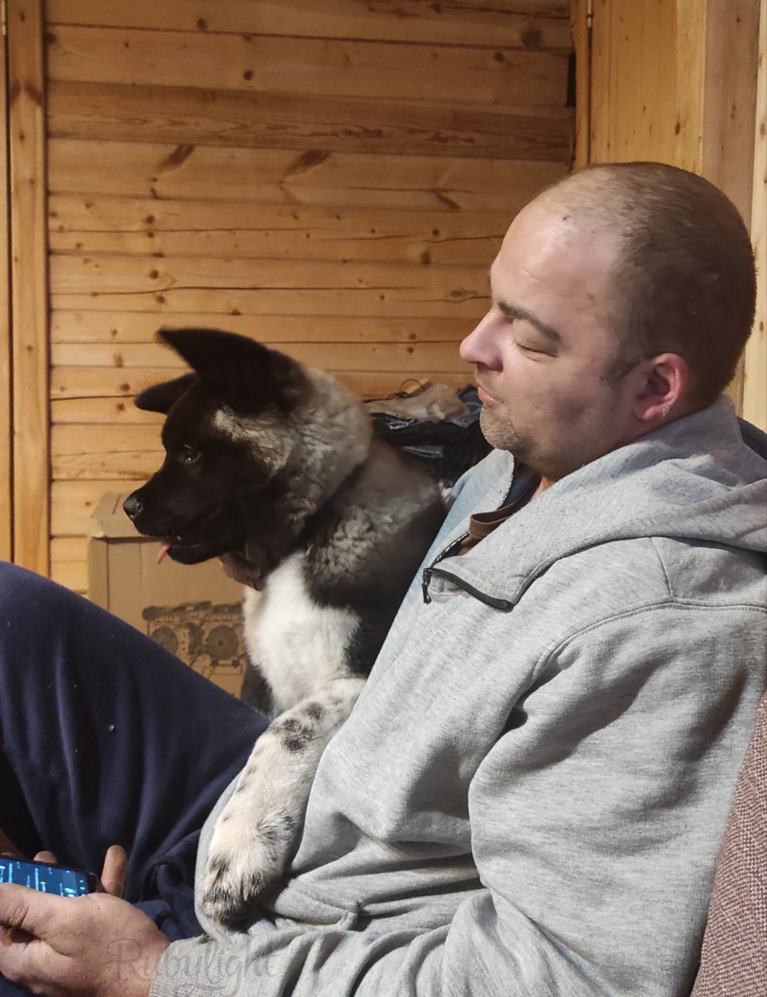 GLORIOUS LION MERCEDES * Шуга , Американская акита Санкт-Петербург, питомник RUBYLIGHT