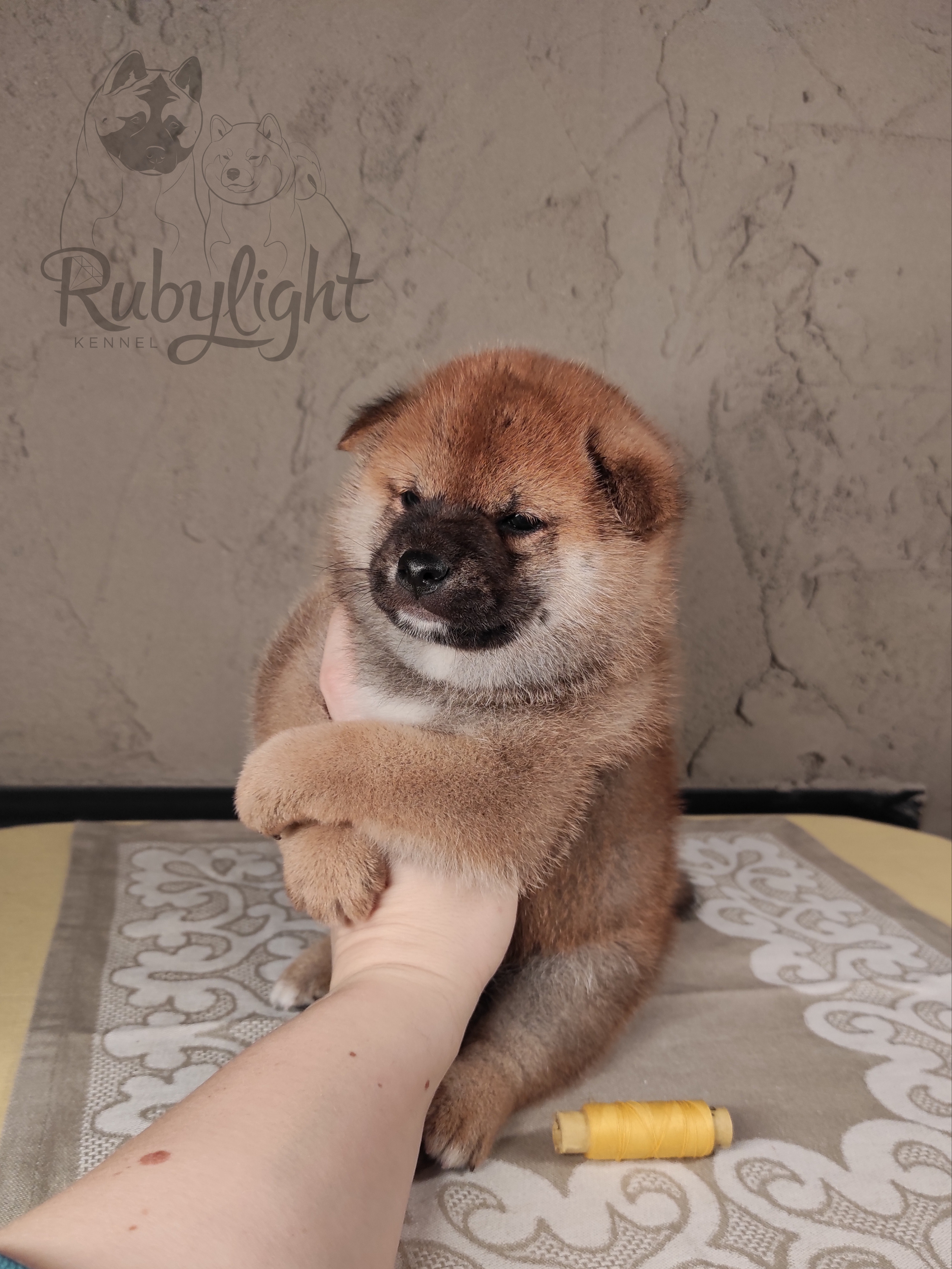 RUBYLIGHT Chojin hoshiko * Хоши Сиба питомник Рубилайт 