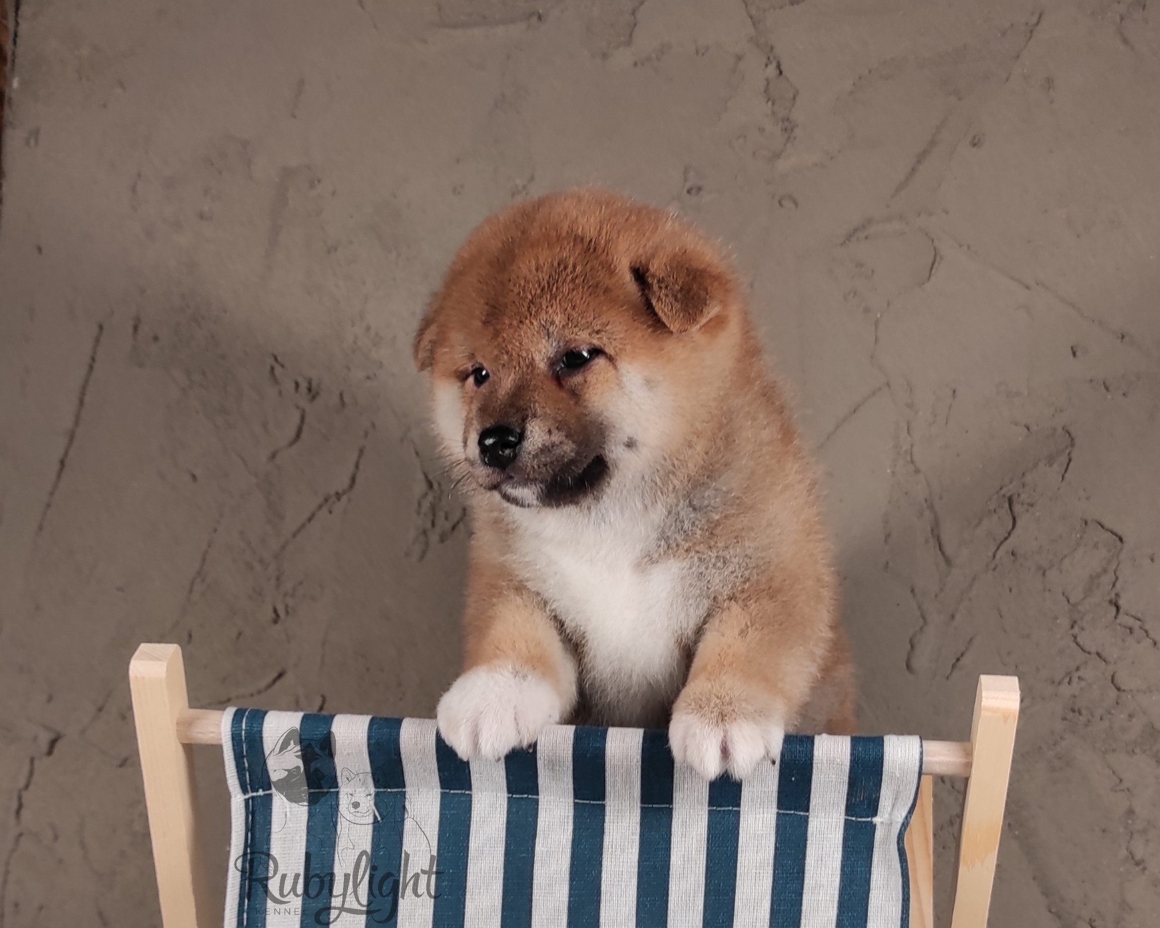 RUBYLIGHT Challenge Rony * Рони Сиба питомник Рубилайт Щенки сиба-ину, сиба , шиба , Отец: Тор * Exceligmos Victor Мать: Эми * Exceligmos Zaffiro Verde, Санкт-Петербург, RUBYLIGHT kennel, питомник сиба