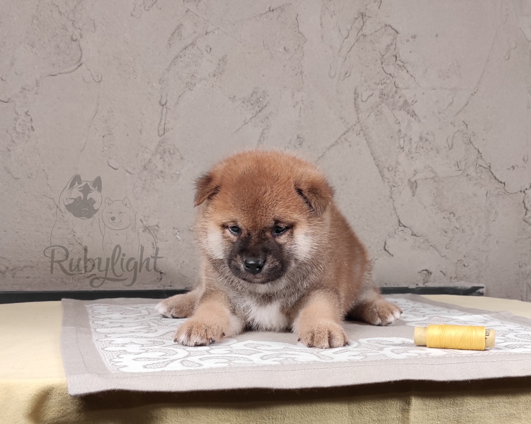 RUBYLIGHT Chojin hoshiko * Хоши Сиба питомник Рубилайт 