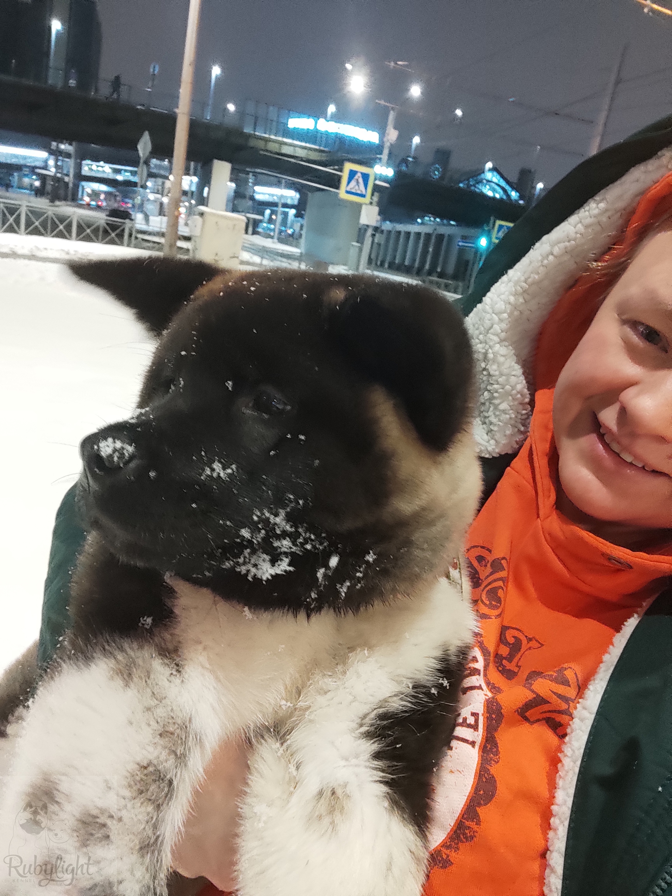 GLORIOUS LION MERCEDES * Шуга , Американская акита Санкт-Петербург, питомник RUBYLIGHT