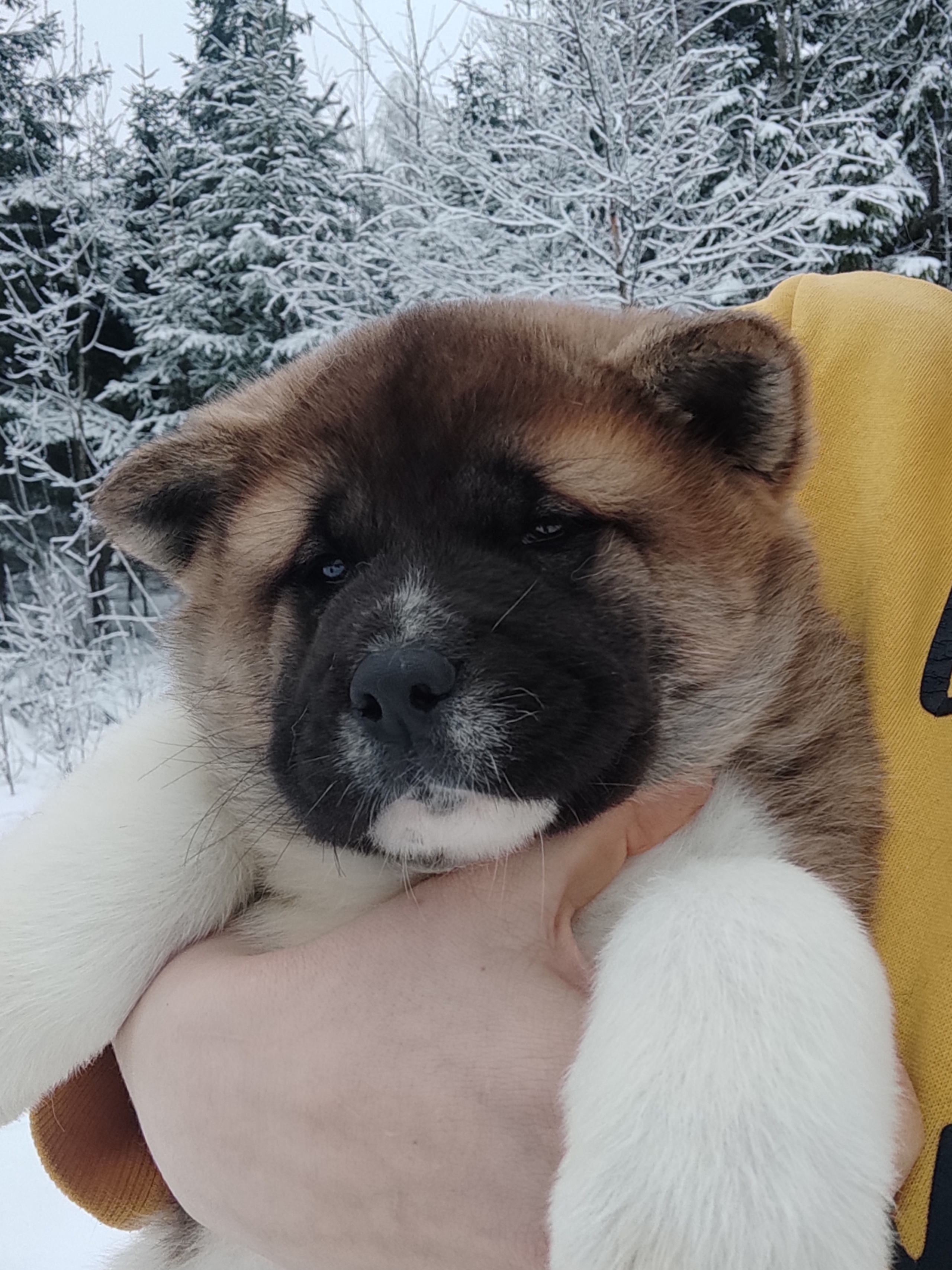 щенки Акита американская купить санкт-петербург питомник RUBYLIGHT BIYA & Dilinze's Hause Orion