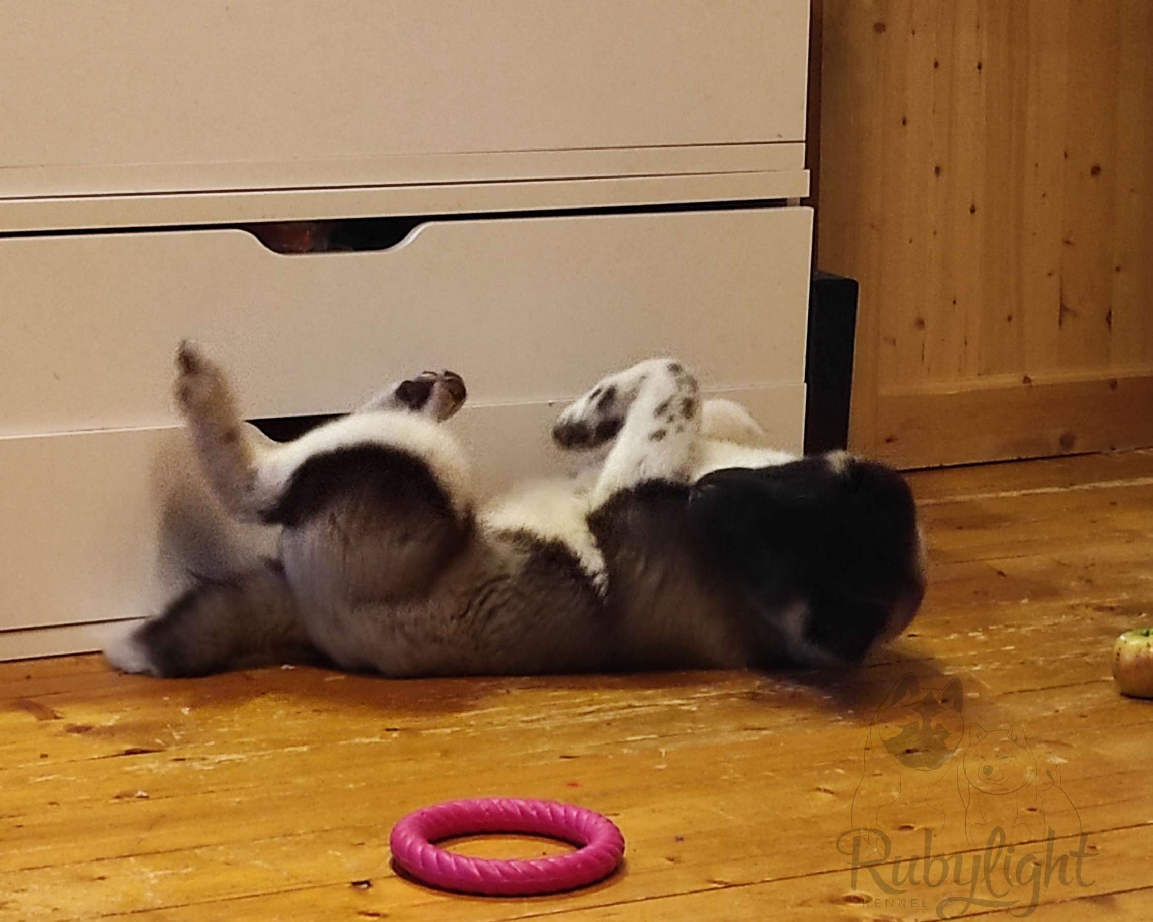 GLORIOUS LION MERCEDES * Шуга , Американская акита Санкт-Петербург, питомник RUBYLIGHT