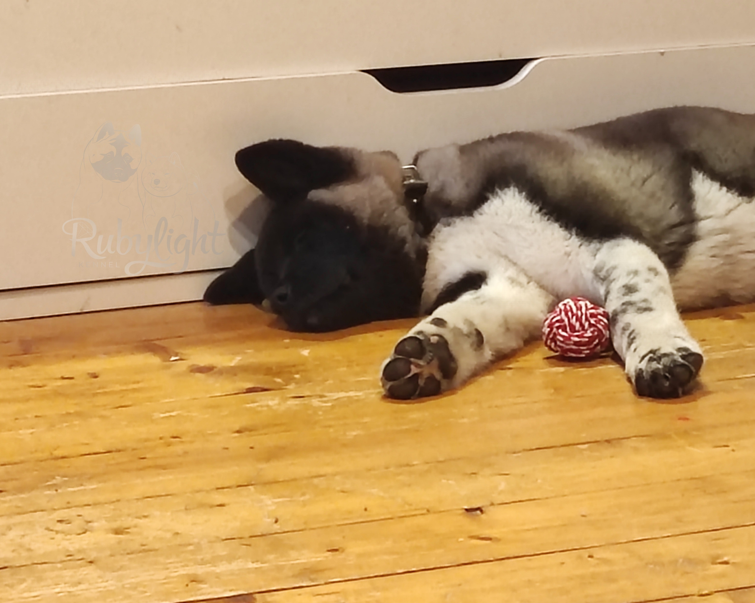 GLORIOUS LION MERCEDES * Шуга , Американская акита Санкт-Петербург, питомник RUBYLIGHT