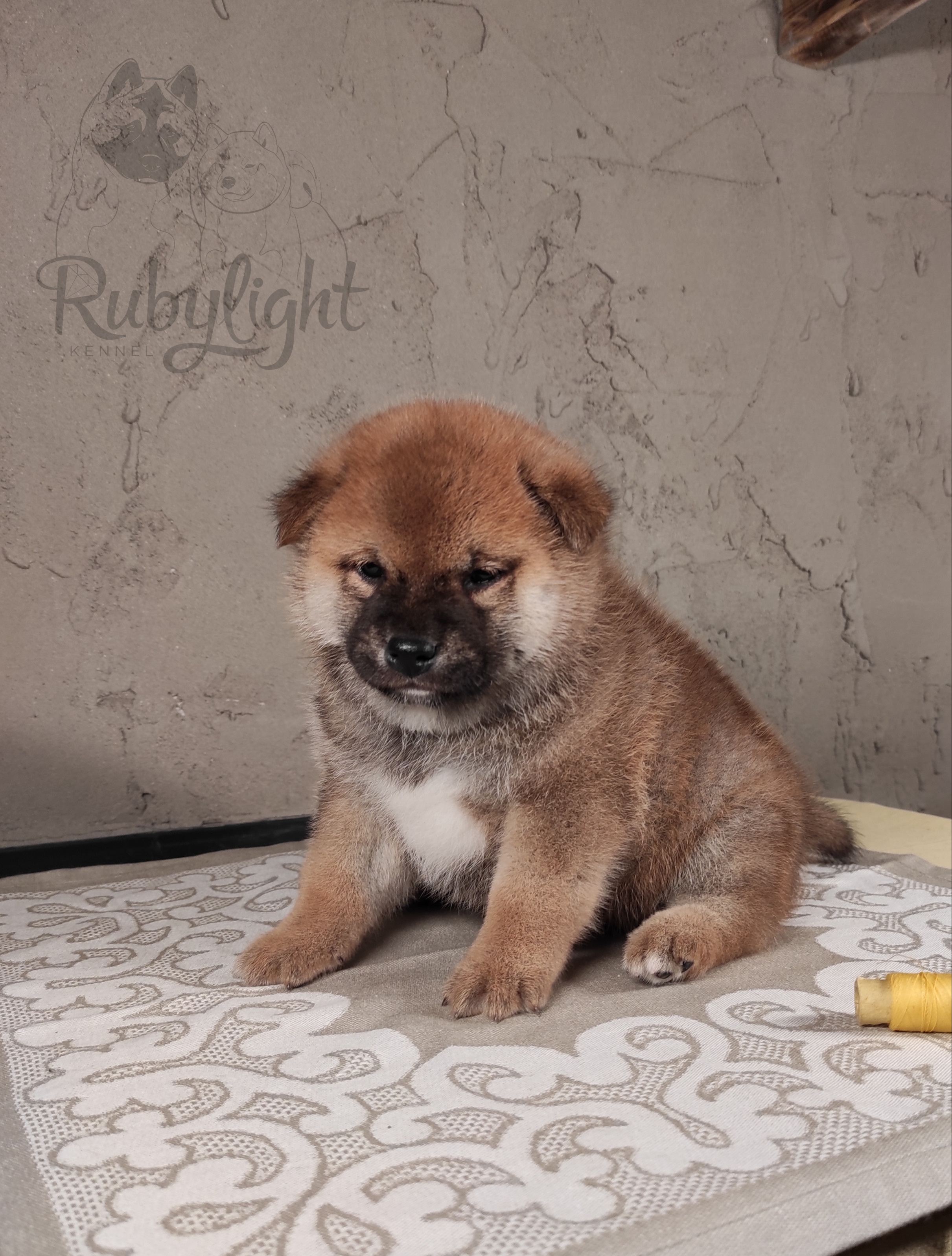 RUBYLIGHT Chojin hoshiko * Хоши Сиба питомник Рубилайт 