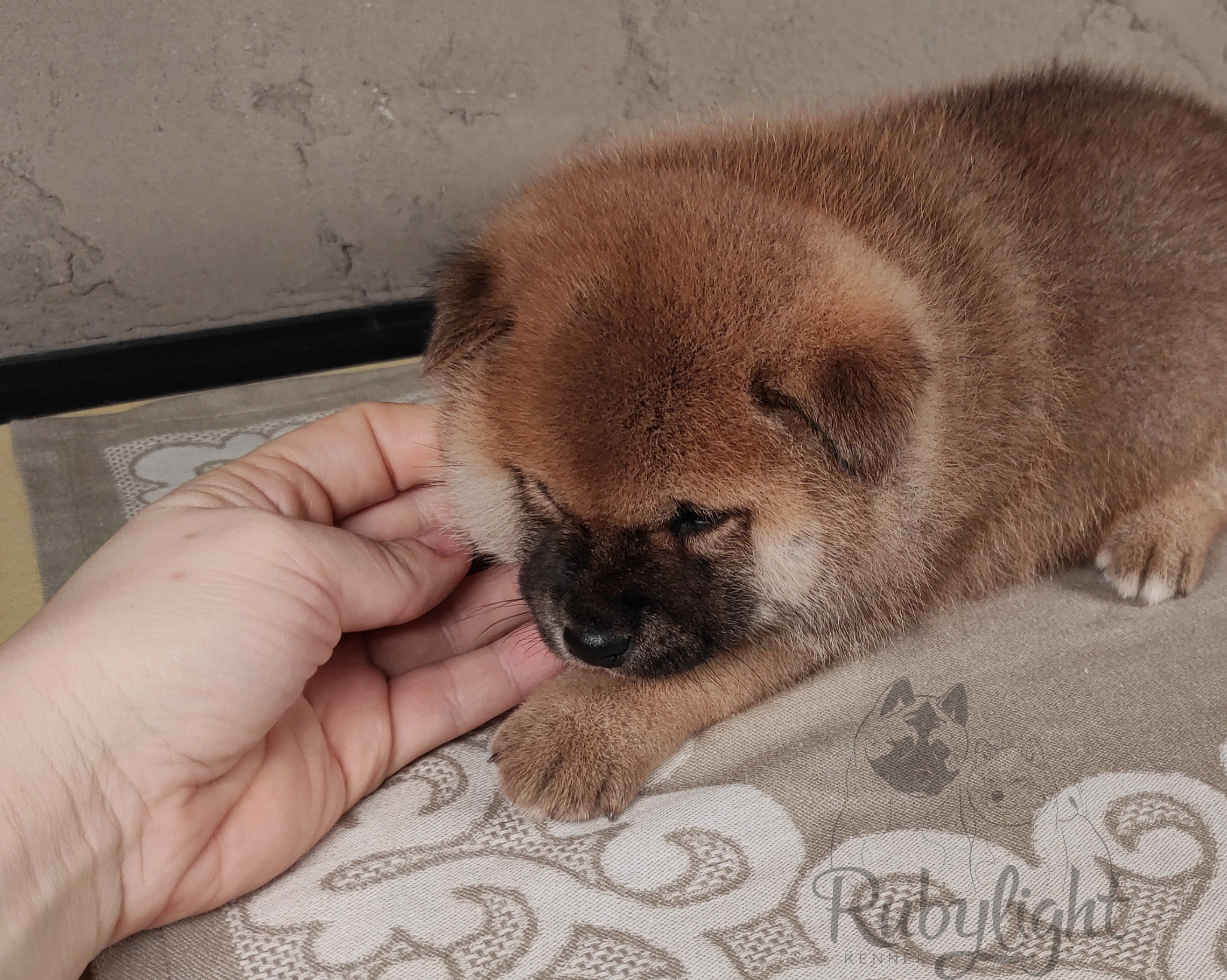 RUBYLIGHT Chojin hoshiko * Хоши Сиба питомник Рубилайт 