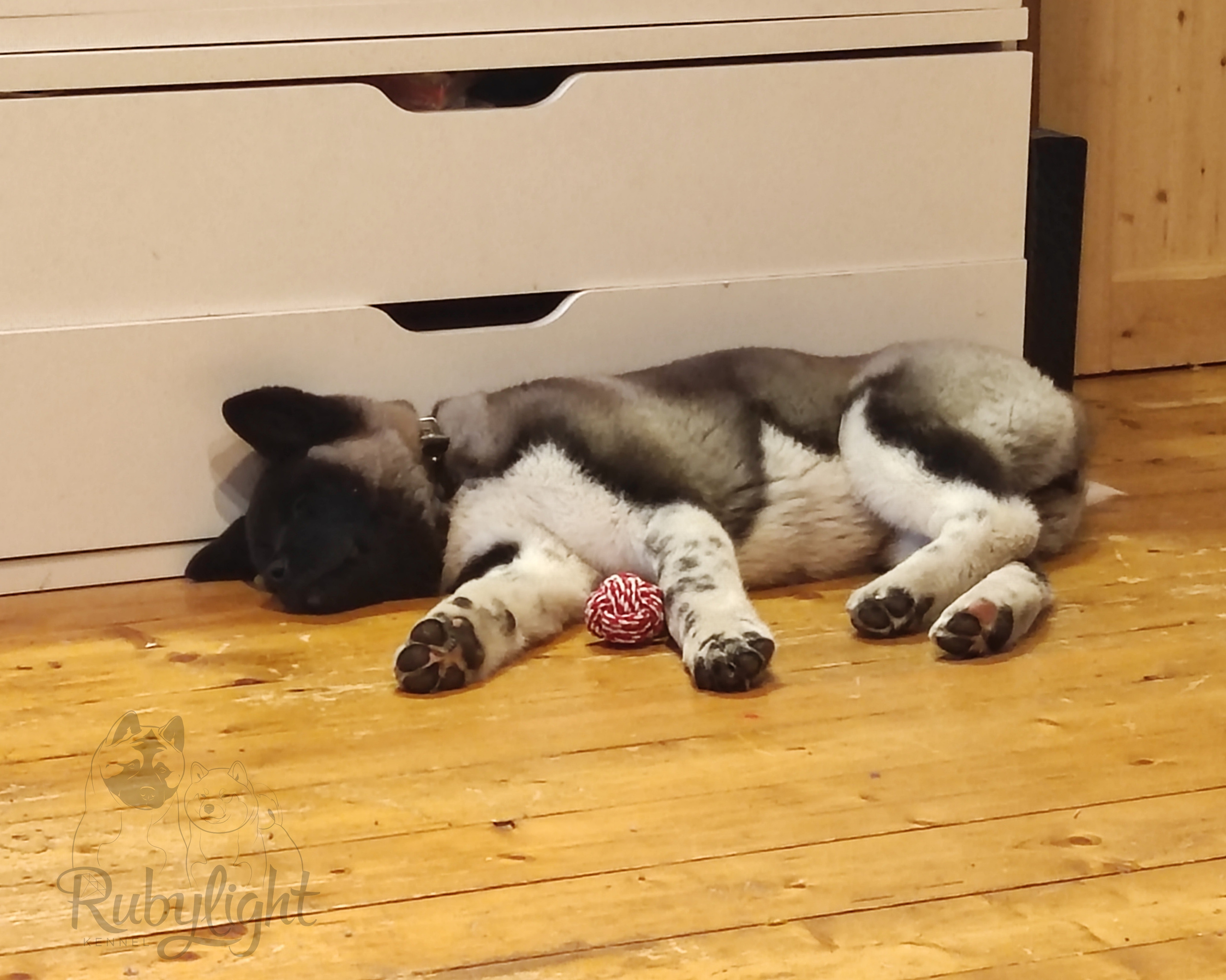 GLORIOUS LION MERCEDES * Шуга , Американская акита Санкт-Петербург, питомник RUBYLIGHT