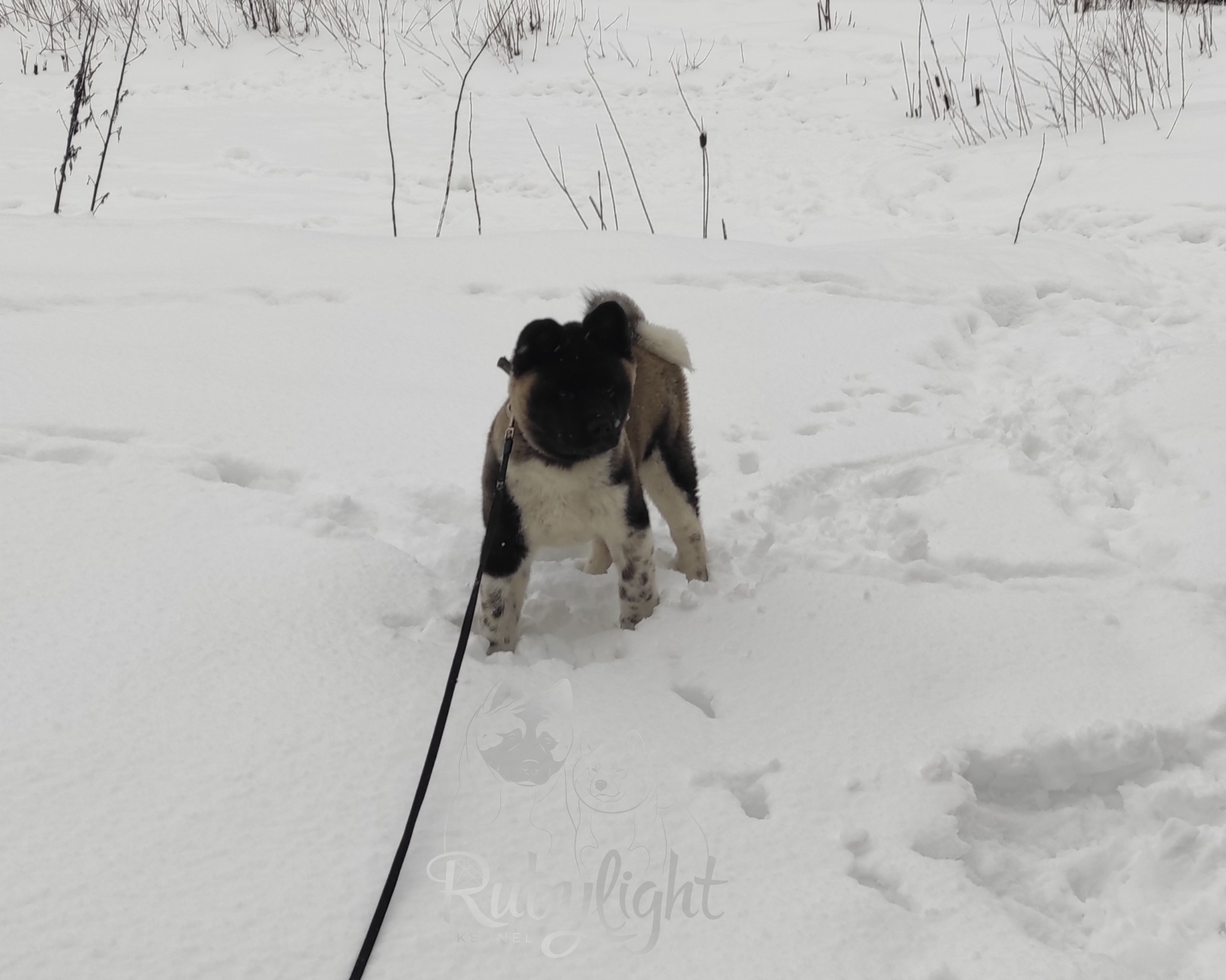 GLORIOUS LION MERCEDES * Шуга , Американская акита Санкт-Петербург, питомник RUBYLIGHT