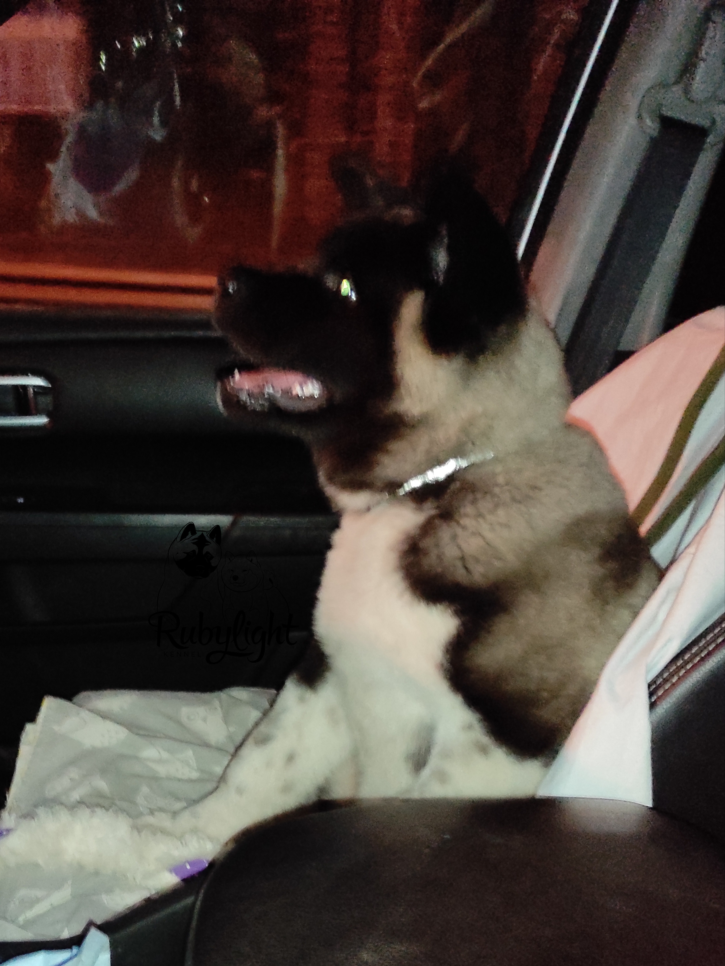 GLORIOUS LION MERCEDES * Шуга , Американская акита Санкт-Петербург, питомник RUBYLIGHT