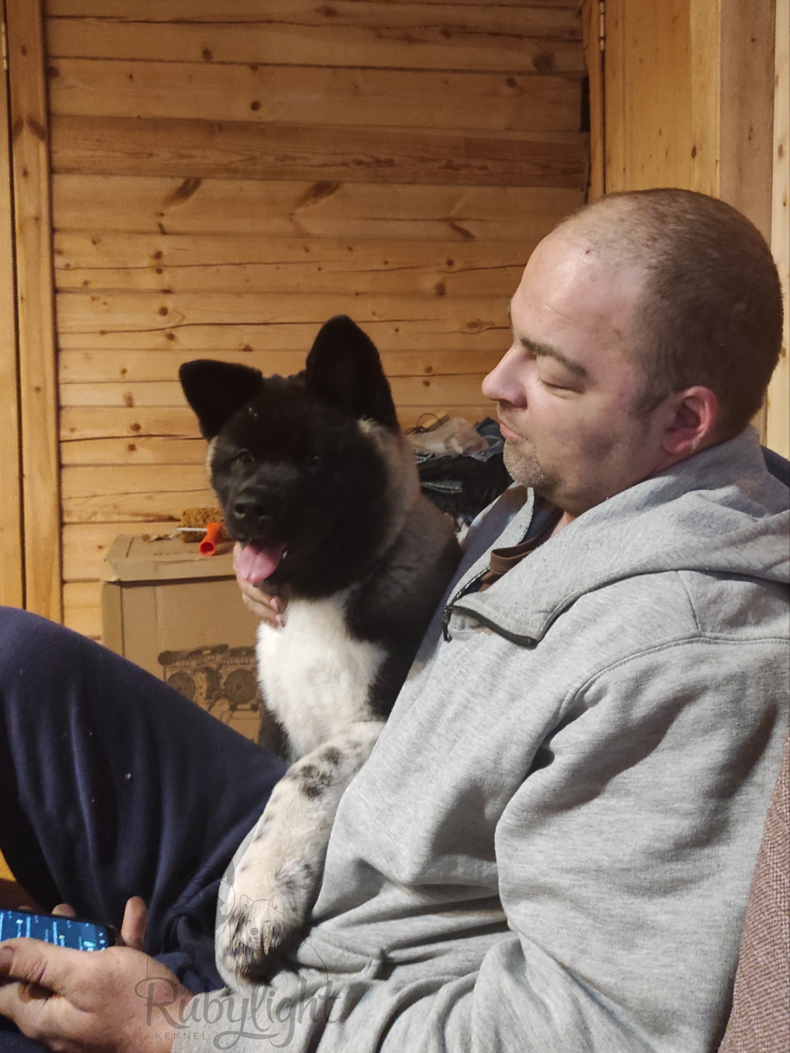 GLORIOUS LION MERCEDES * Шуга , Американская акита Санкт-Петербург, питомник RUBYLIGHT