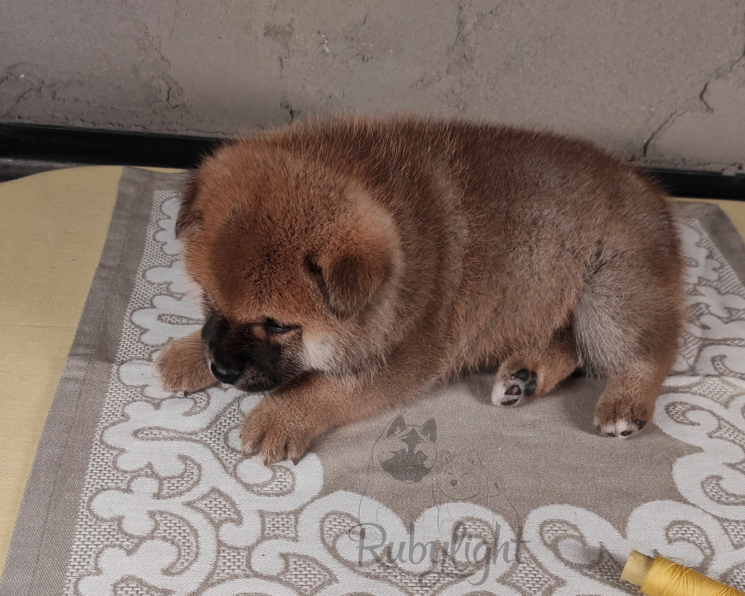 RUBYLIGHT Chojin hoshiko * Хоши Сиба питомник Рубилайт 