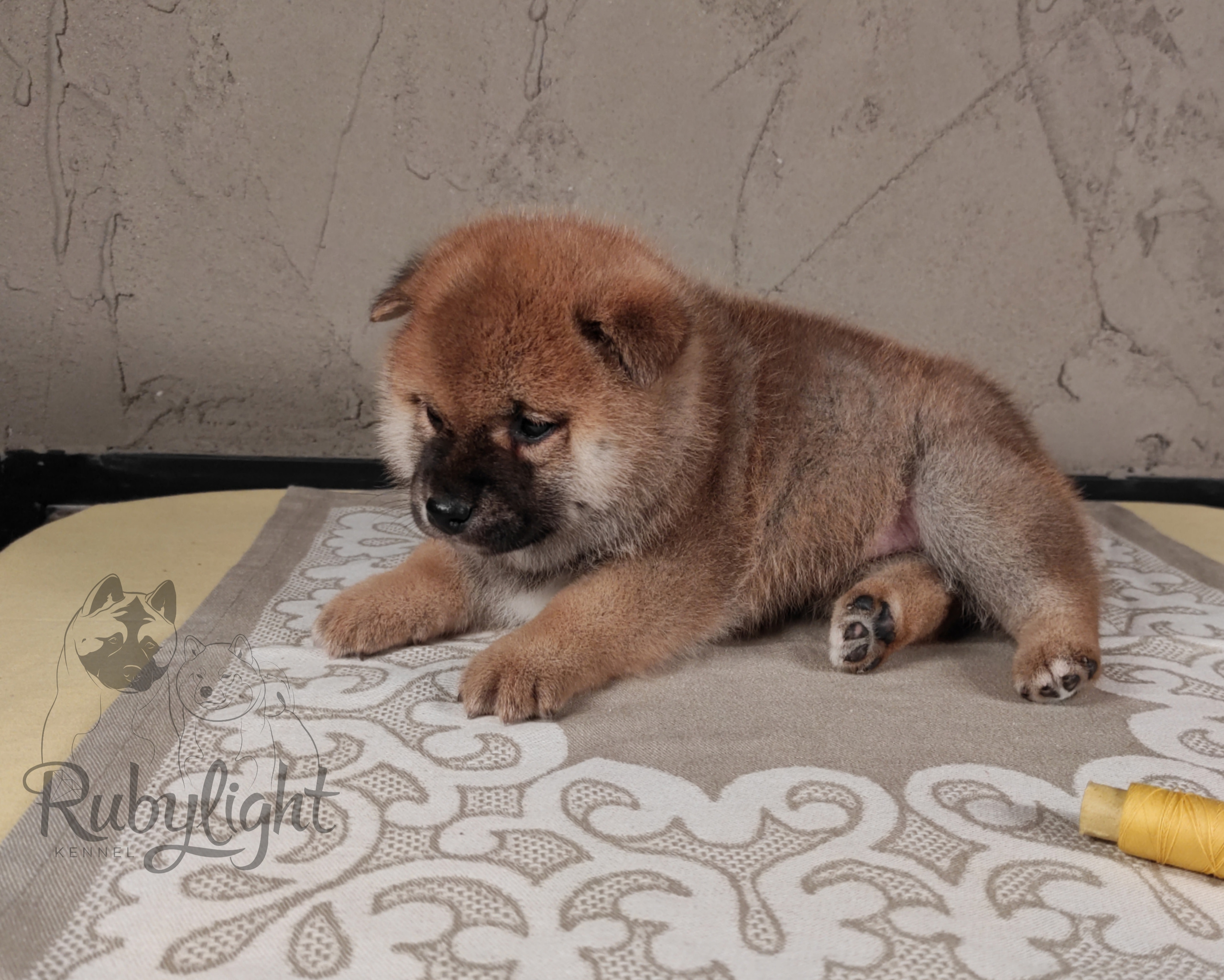 RUBYLIGHT Chojin hoshiko * Хоши Сиба питомник Рубилайт 