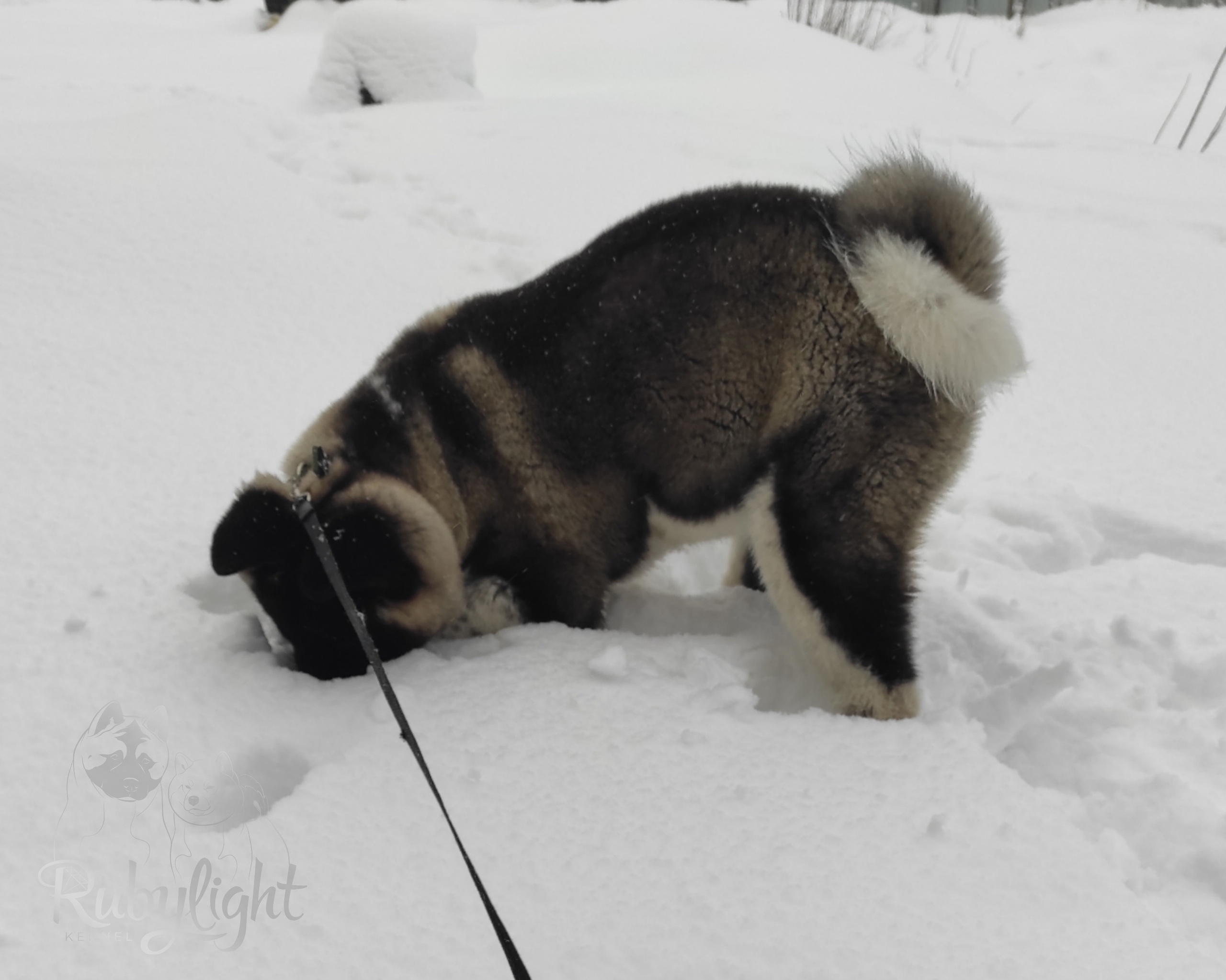 GLORIOUS LION MERCEDES * Шуга , Американская акита Санкт-Петербург, питомник RUBYLIGHT