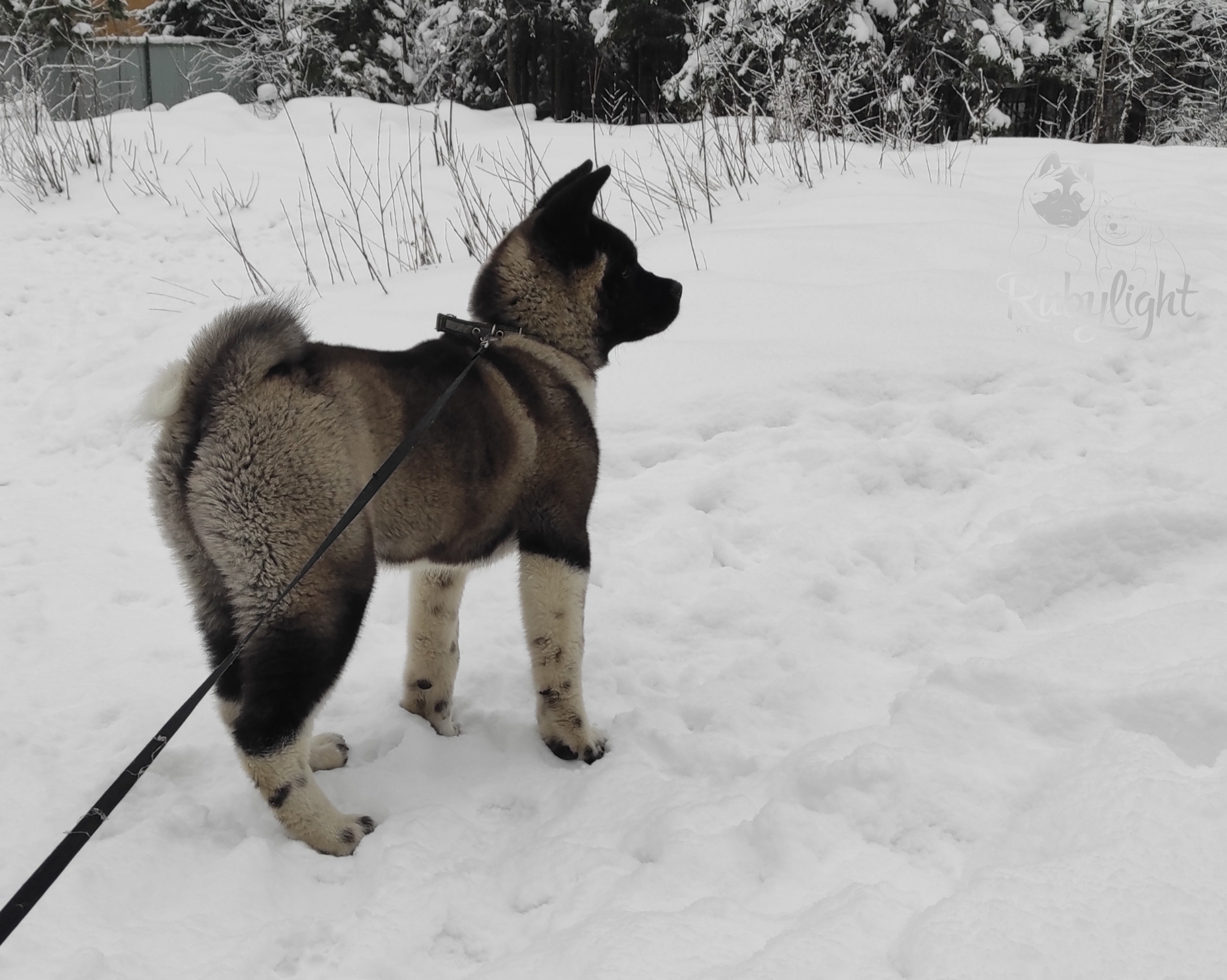 GLORIOUS LION MERCEDES * Шуга , Американская акита Санкт-Петербург, питомник RUBYLIGHT