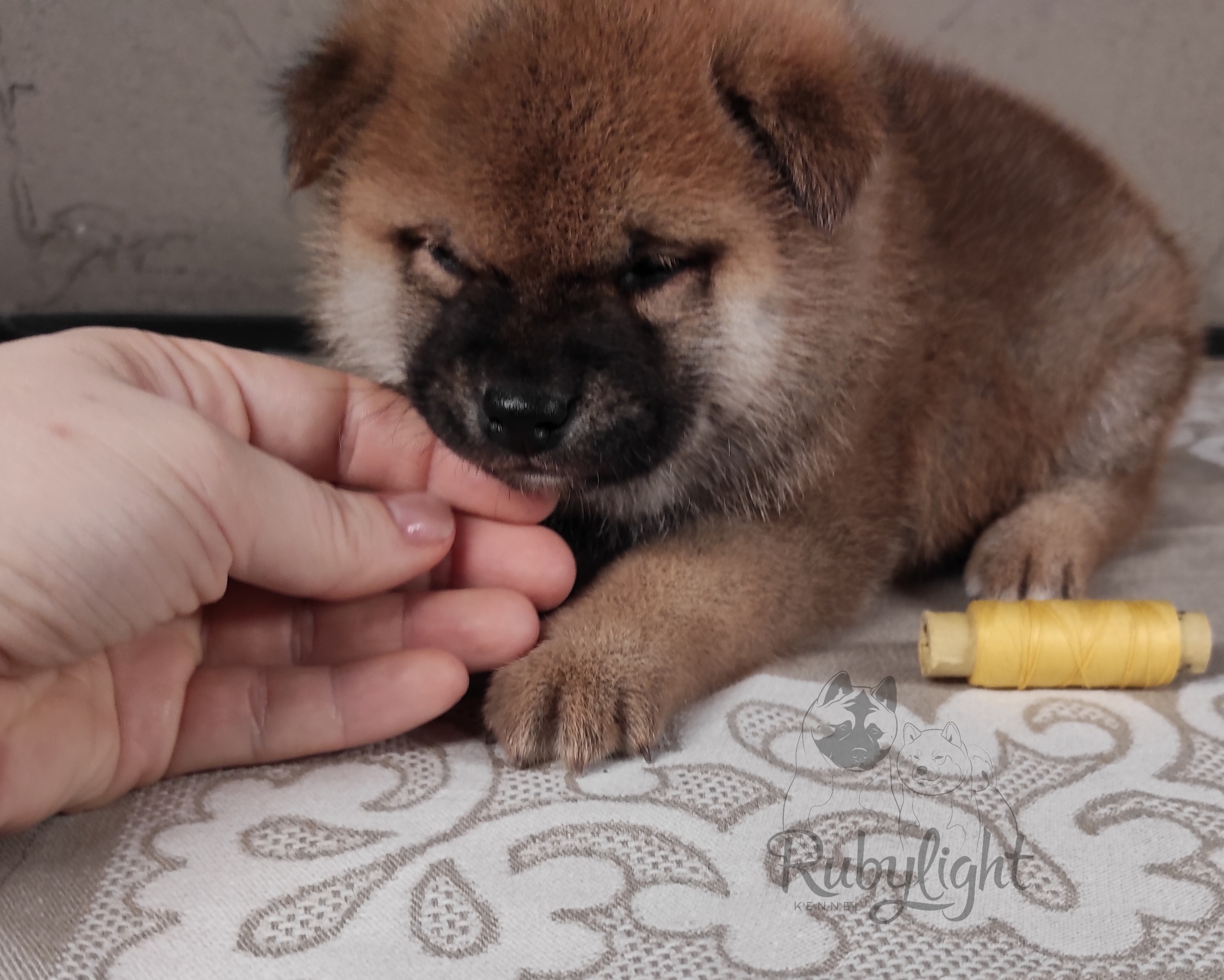 RUBYLIGHT Chojin hoshiko * Хоши Сиба питомник Рубилайт 