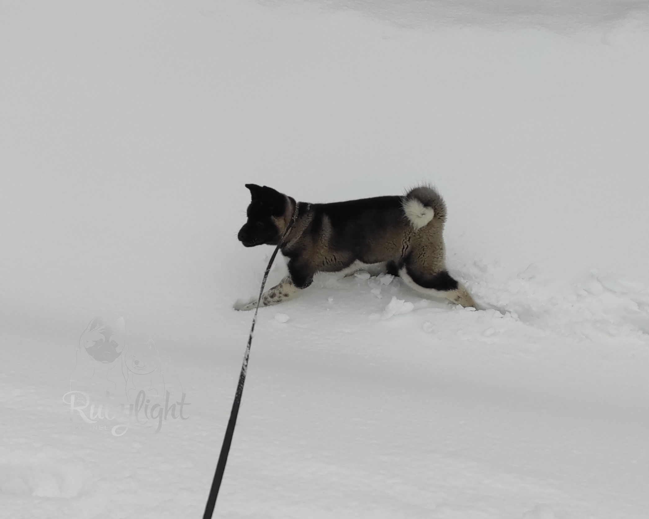 GLORIOUS LION MERCEDES * Шуга , Американская акита Санкт-Петербург, питомник RUBYLIGHT