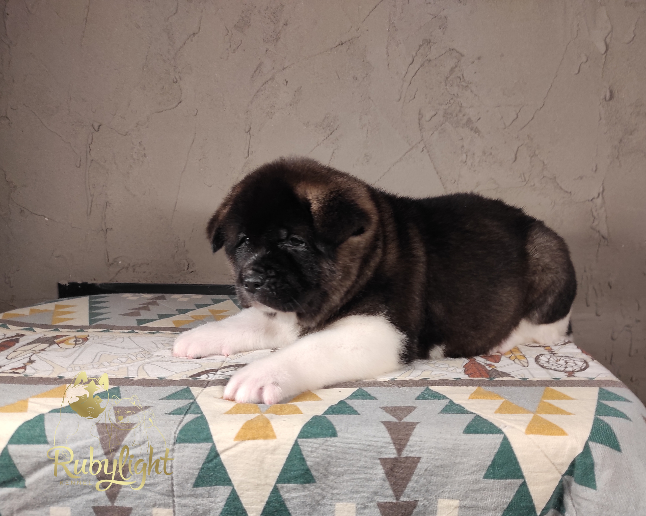 Американская акита Rubylight Sweet dream (RUBYLIGHT BIYA & Dilinze's Hause Orion)