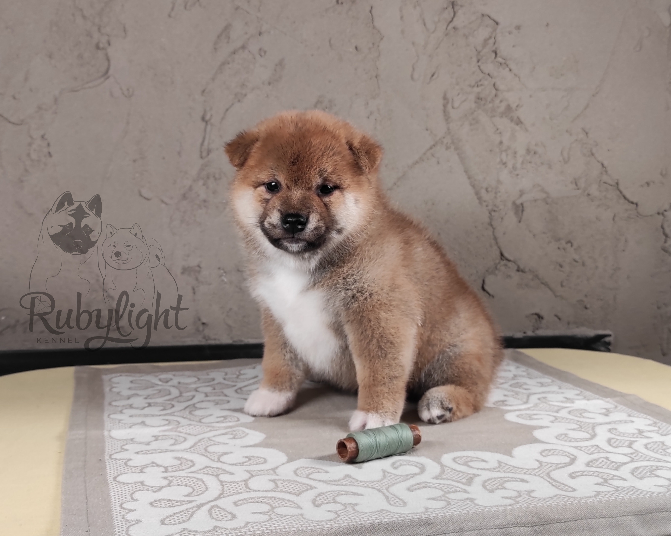 RUBYLIGHT Challenge Rony * Рони Сиба питомник Рубилайт Щенки сиба-ину, сиба , шиба , Отец: Тор * Exceligmos Victor Мать: Эми * Exceligmos Zaffiro Verde, Санкт-Петербург, RUBYLIGHT kennel, питомник сиба