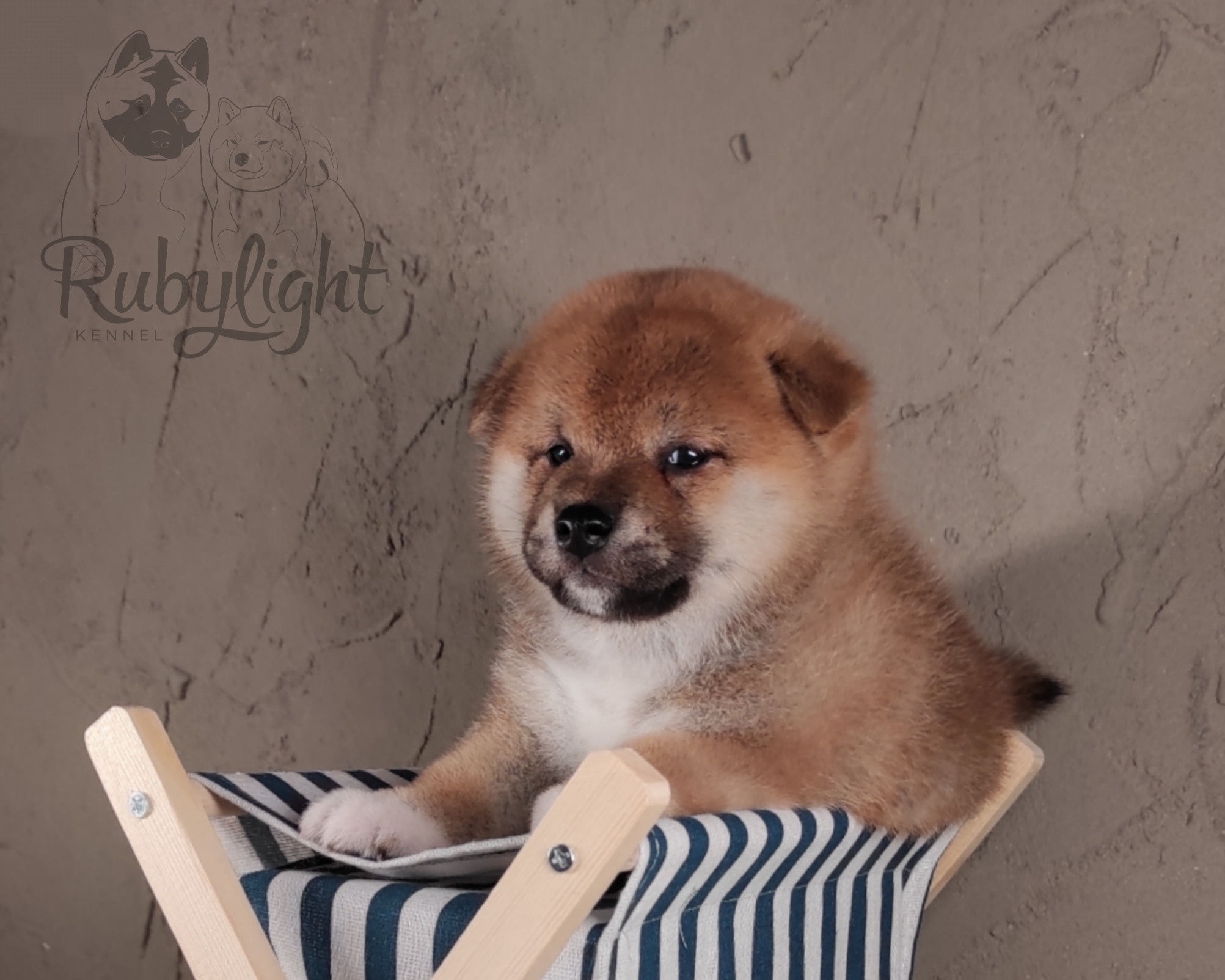 RUBYLIGHT Challenge Rony * Рони Сиба питомник Рубилайт Щенки сиба-ину, сиба , шиба , Отец: Тор * Exceligmos Victor Мать: Эми * Exceligmos Zaffiro Verde, Санкт-Петербург, RUBYLIGHT kennel, питомник сиба