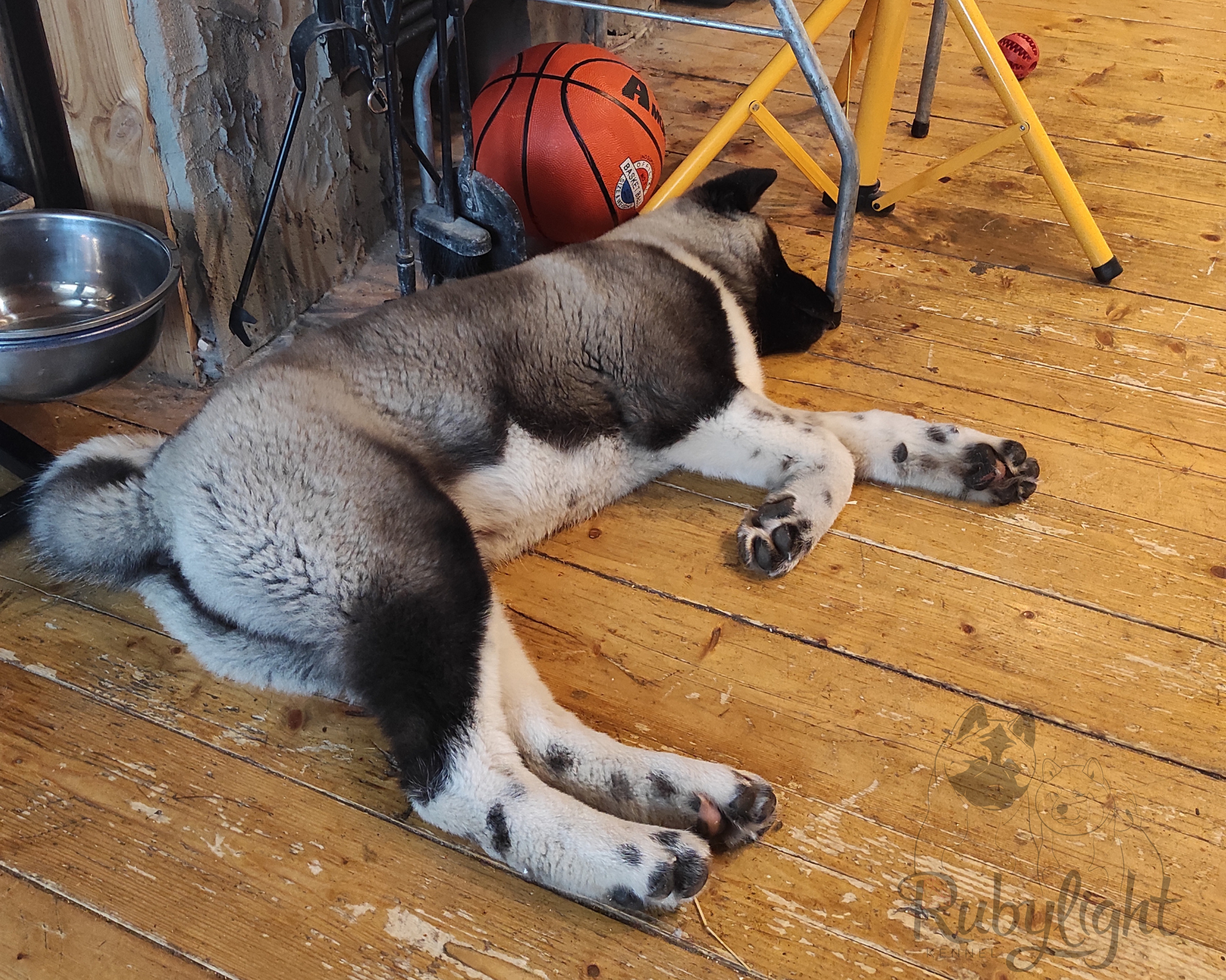 GLORIOUS LION MERCEDES * Шуга , Американская акита Санкт-Петербург, питомник RUBYLIGHT