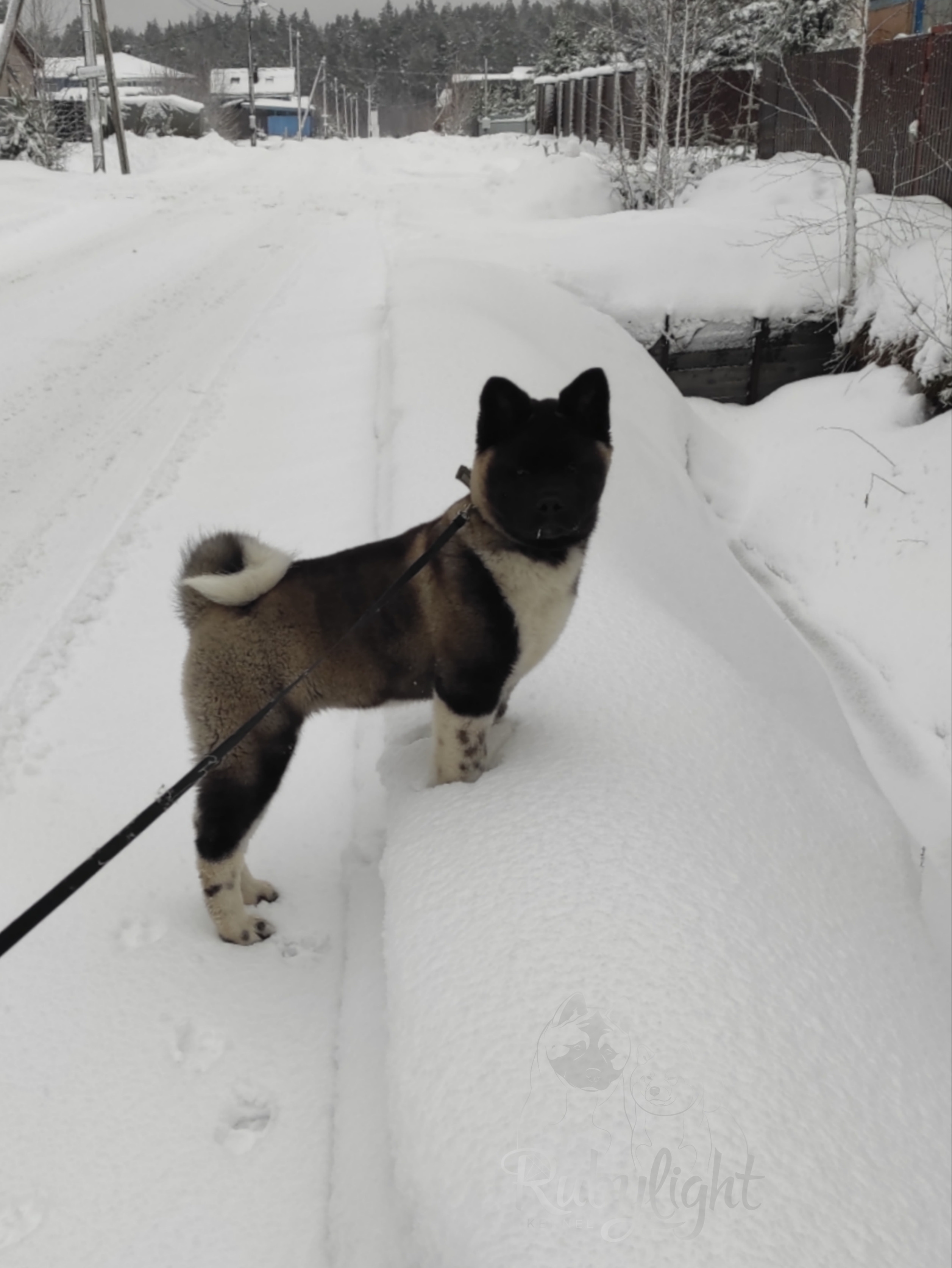 GLORIOUS LION MERCEDES * Шуга , Американская акита Санкт-Петербург, питомник RUBYLIGHT