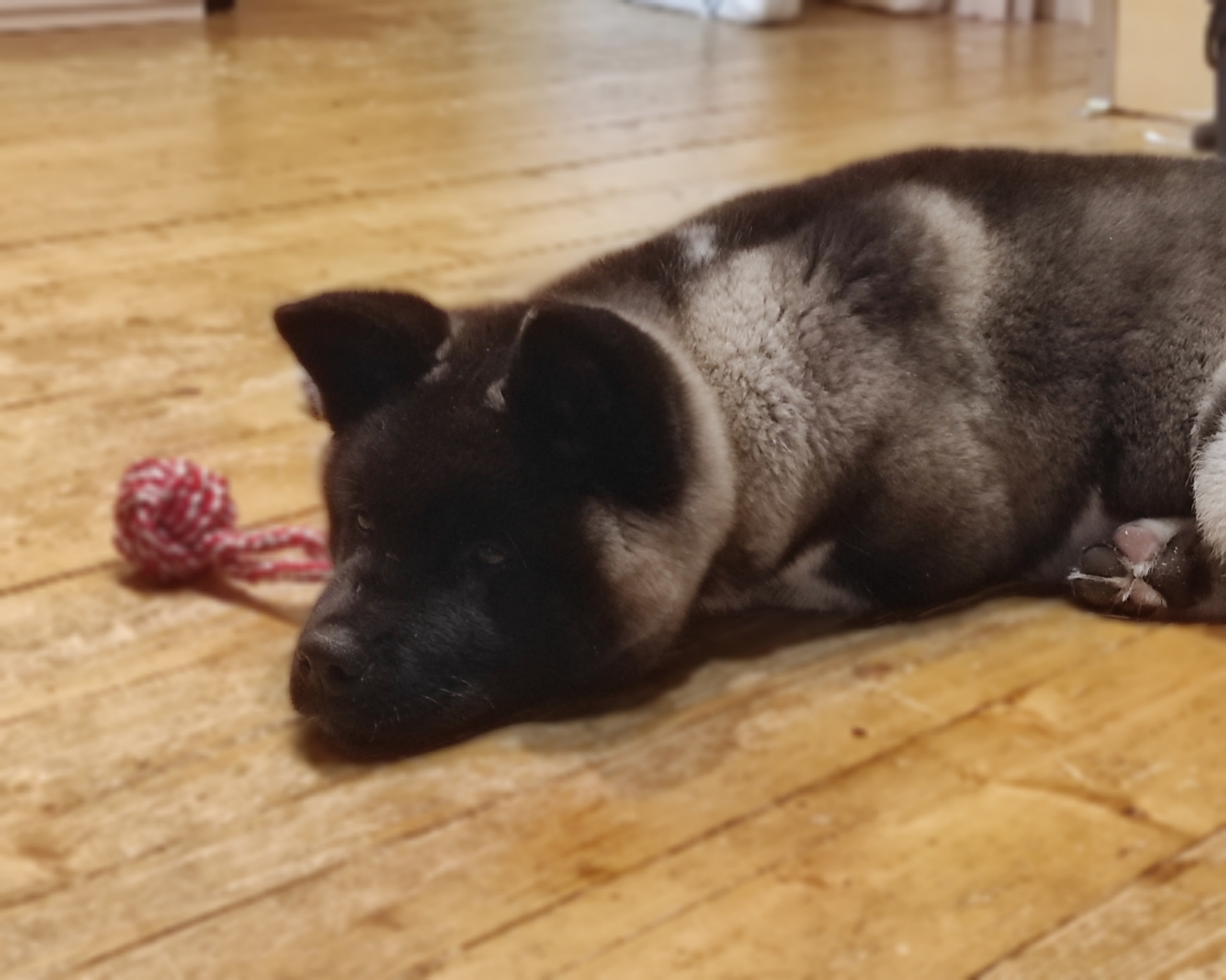 GLORIOUS LION MERCEDES * Шуга , Американская акита Санкт-Петербург, питомник RUBYLIGHT