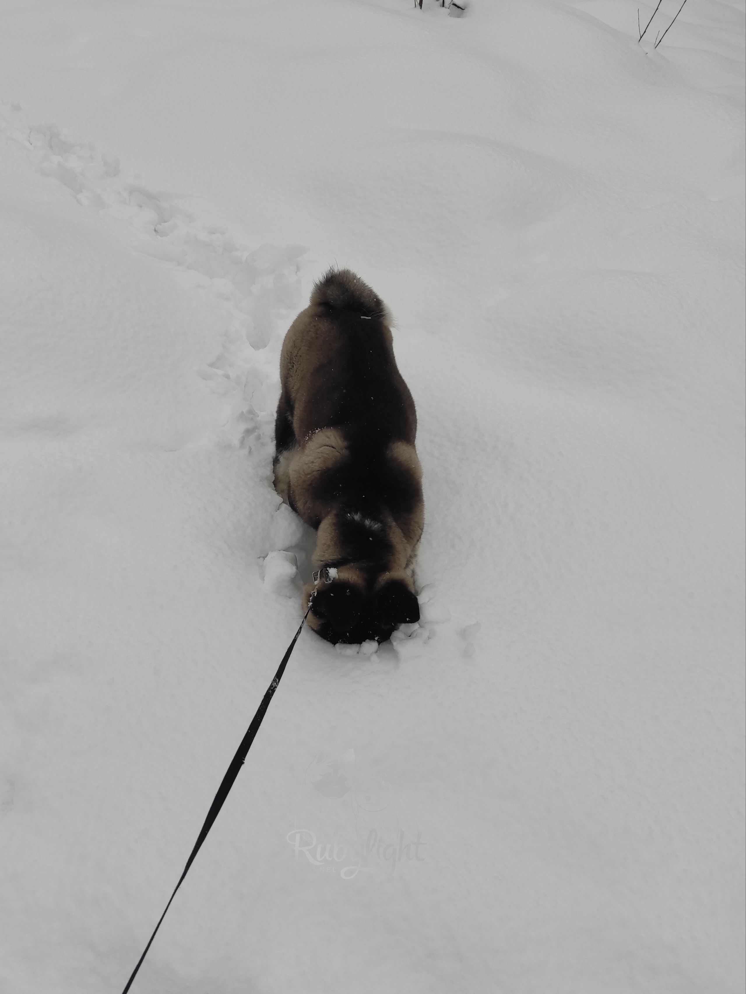 GLORIOUS LION MERCEDES * Шуга , Американская акита Санкт-Петербург, питомник RUBYLIGHT