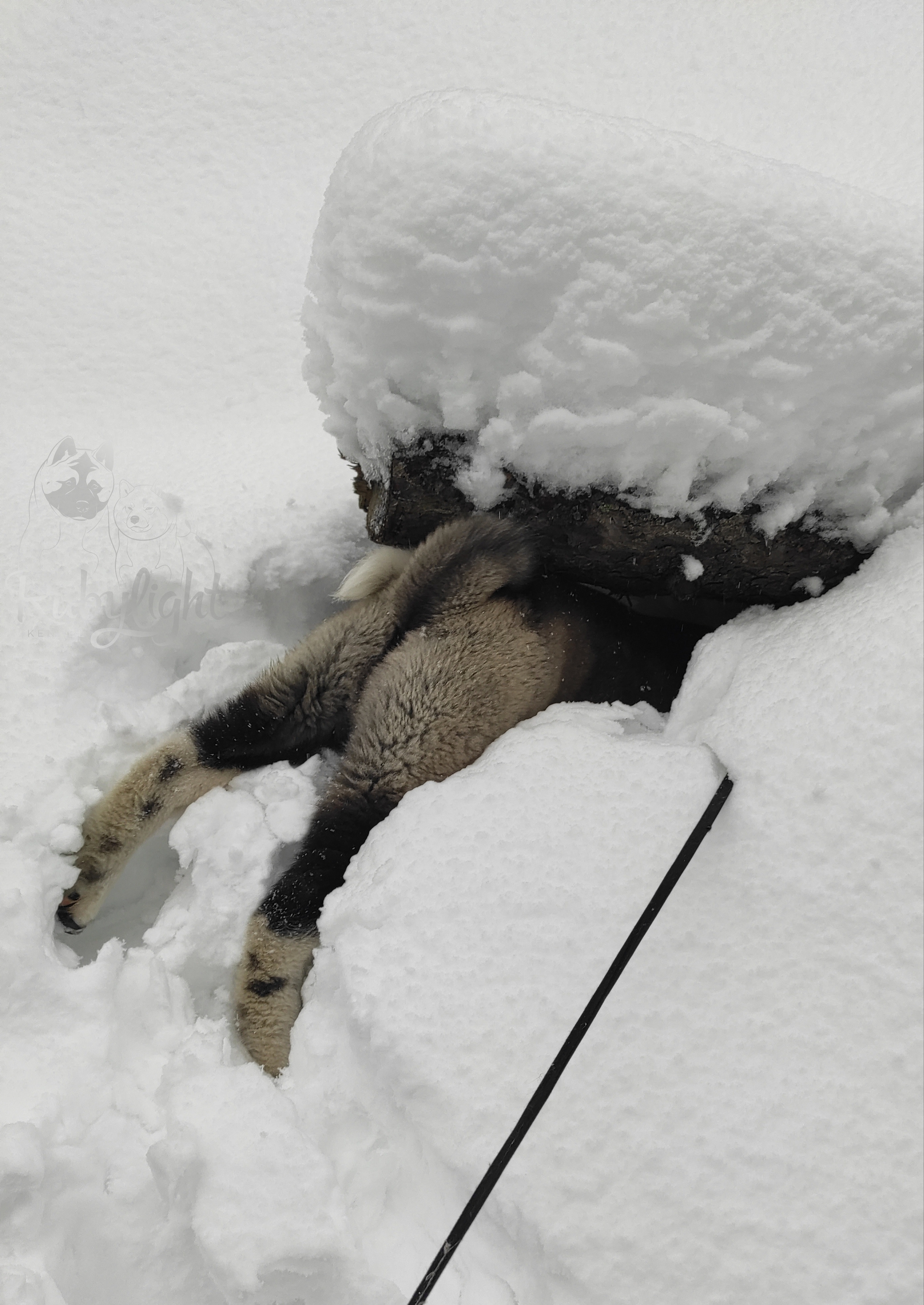 GLORIOUS LION MERCEDES * Шуга , Американская акита Санкт-Петербург, питомник RUBYLIGHT