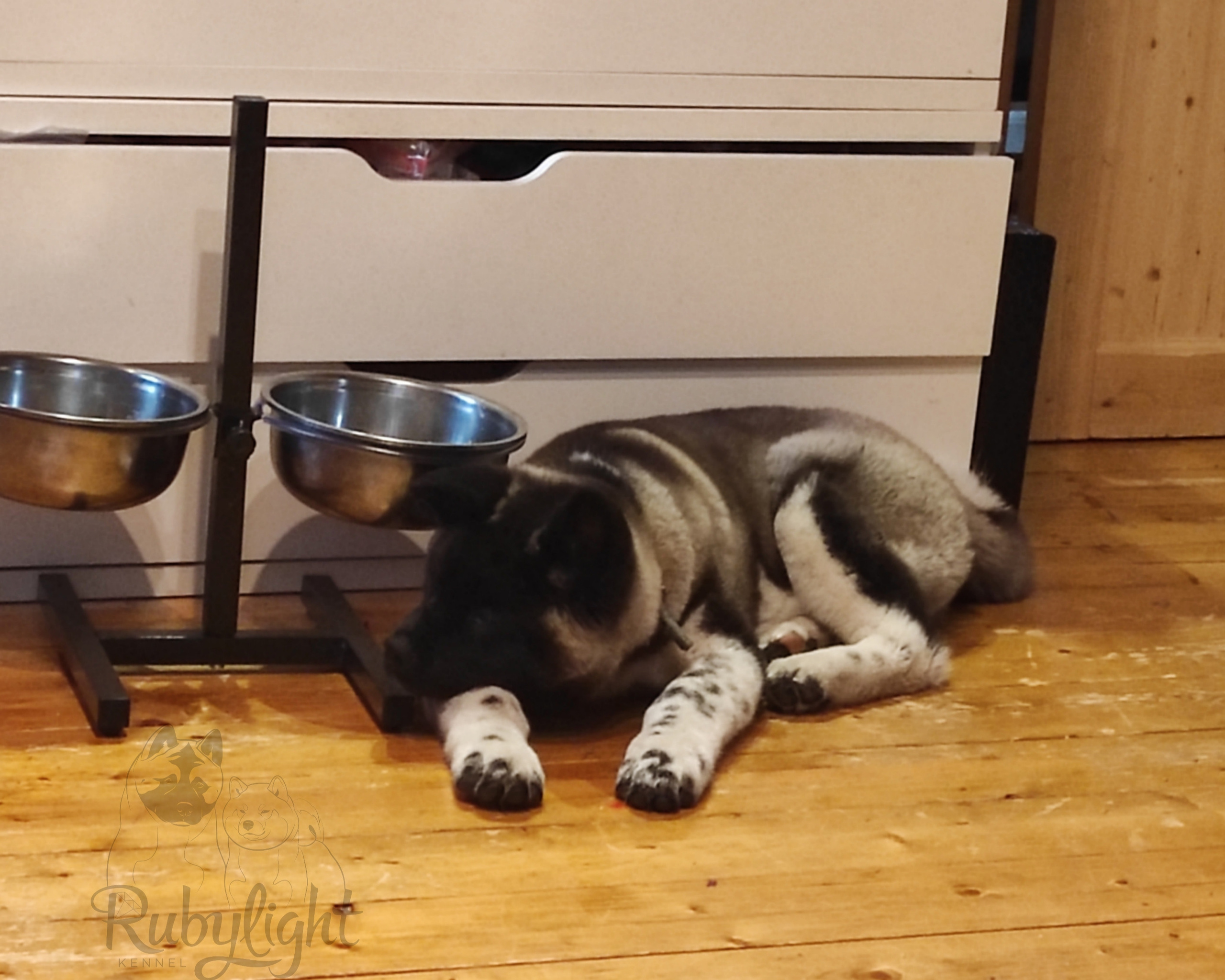 GLORIOUS LION MERCEDES * Шуга , Американская акита Санкт-Петербург, питомник RUBYLIGHT