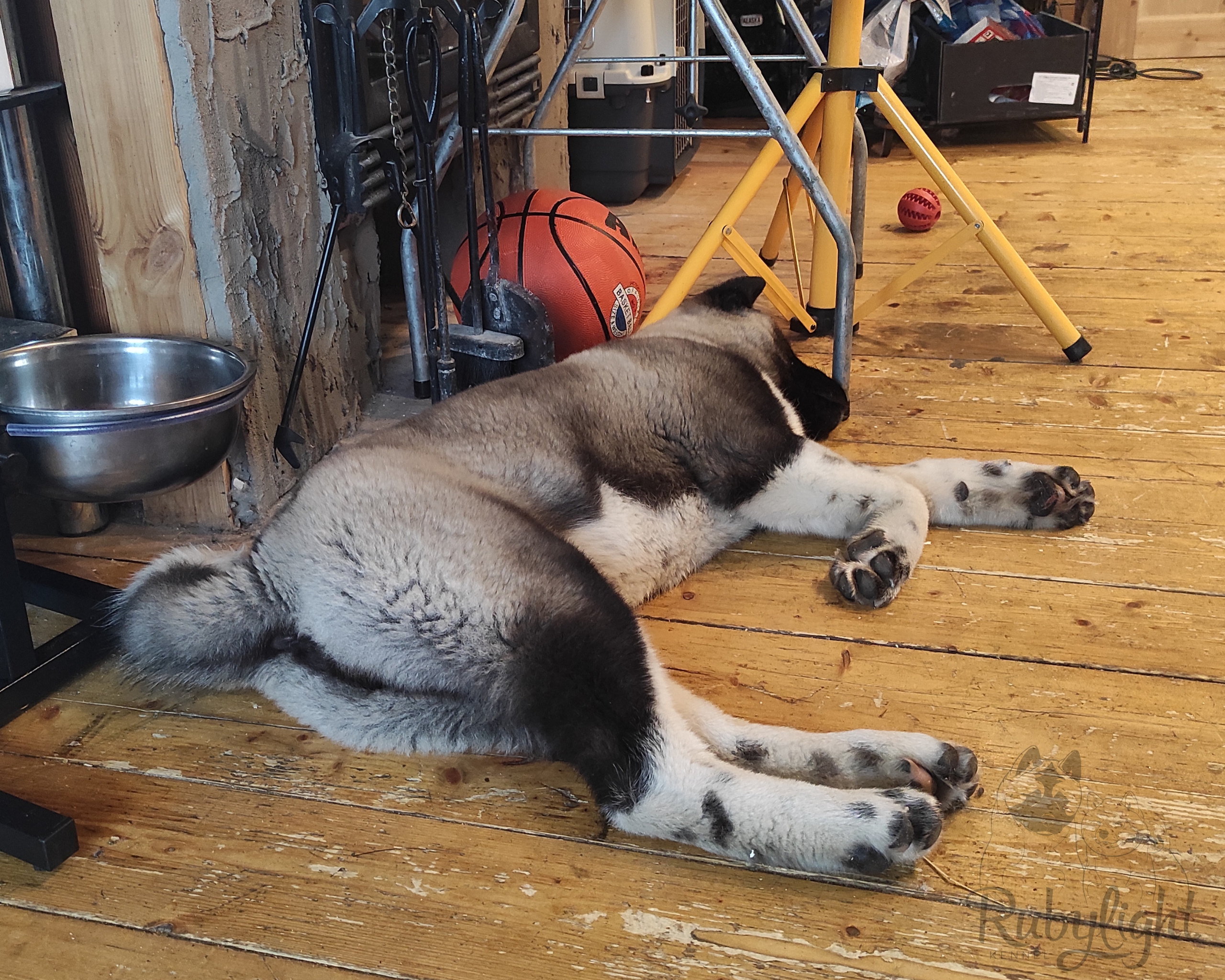 GLORIOUS LION MERCEDES * Шуга , Американская акита Санкт-Петербург, питомник RUBYLIGHT