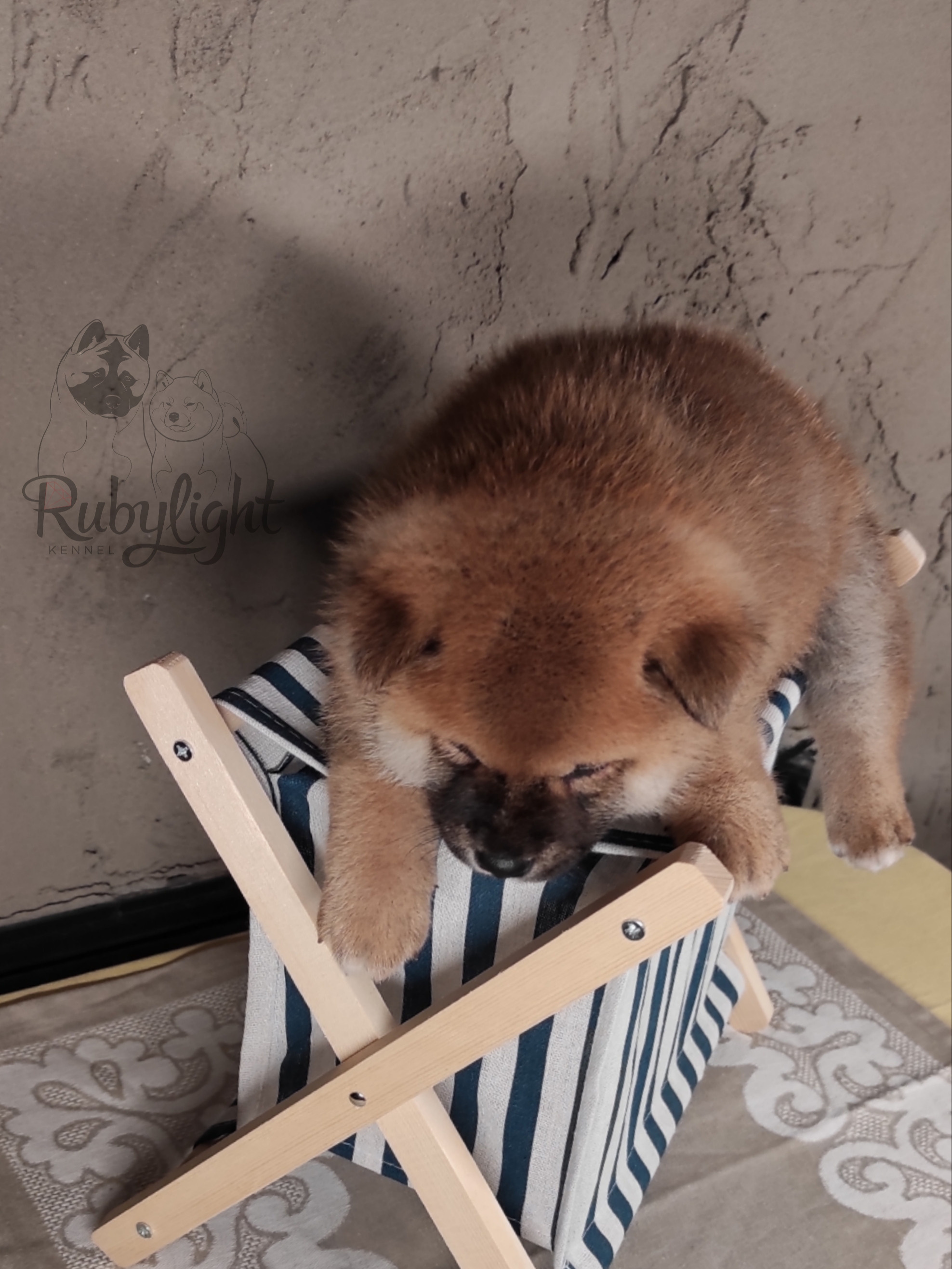 RUBYLIGHT Chojin hoshiko * Хоши Сиба питомник Рубилайт 