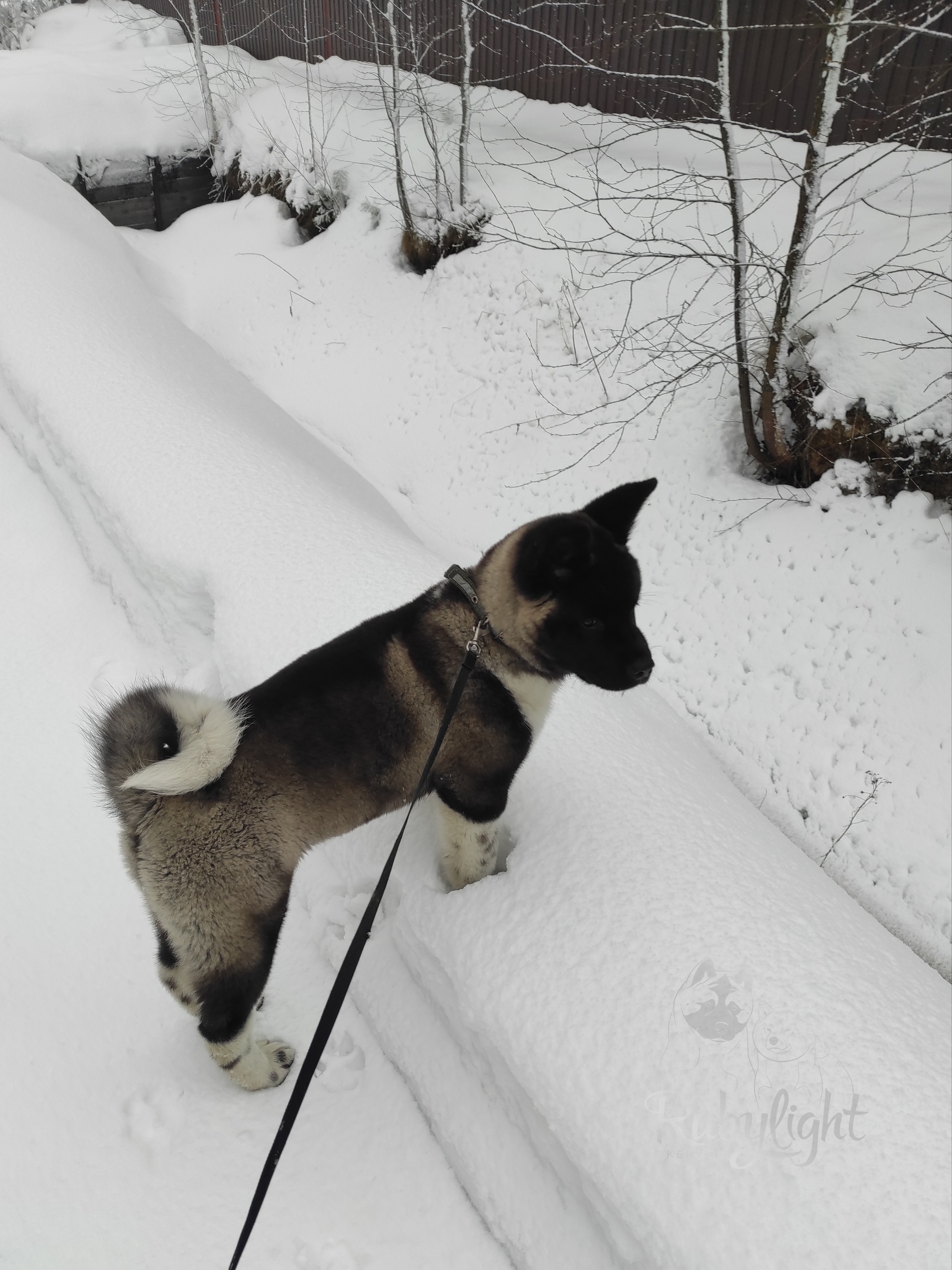 GLORIOUS LION MERCEDES * Шуга , Американская акита Санкт-Петербург, питомник RUBYLIGHT