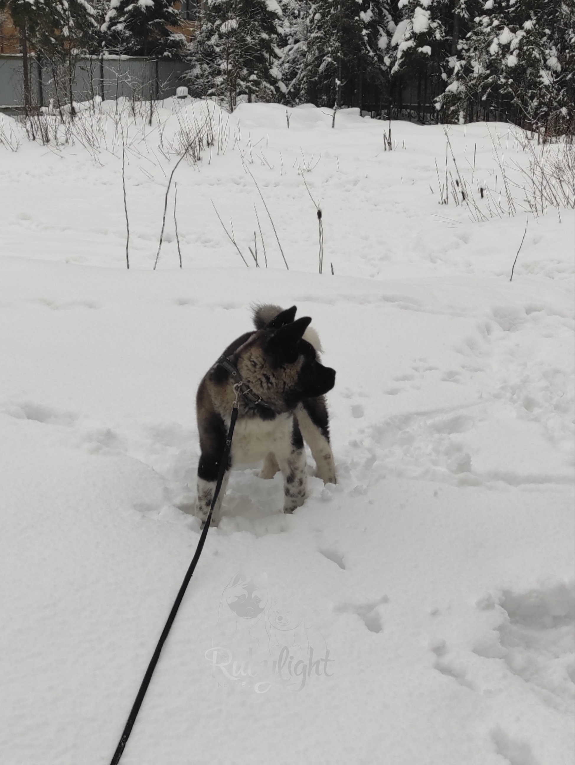 GLORIOUS LION MERCEDES * Шуга , Американская акита Санкт-Петербург, питомник RUBYLIGHT