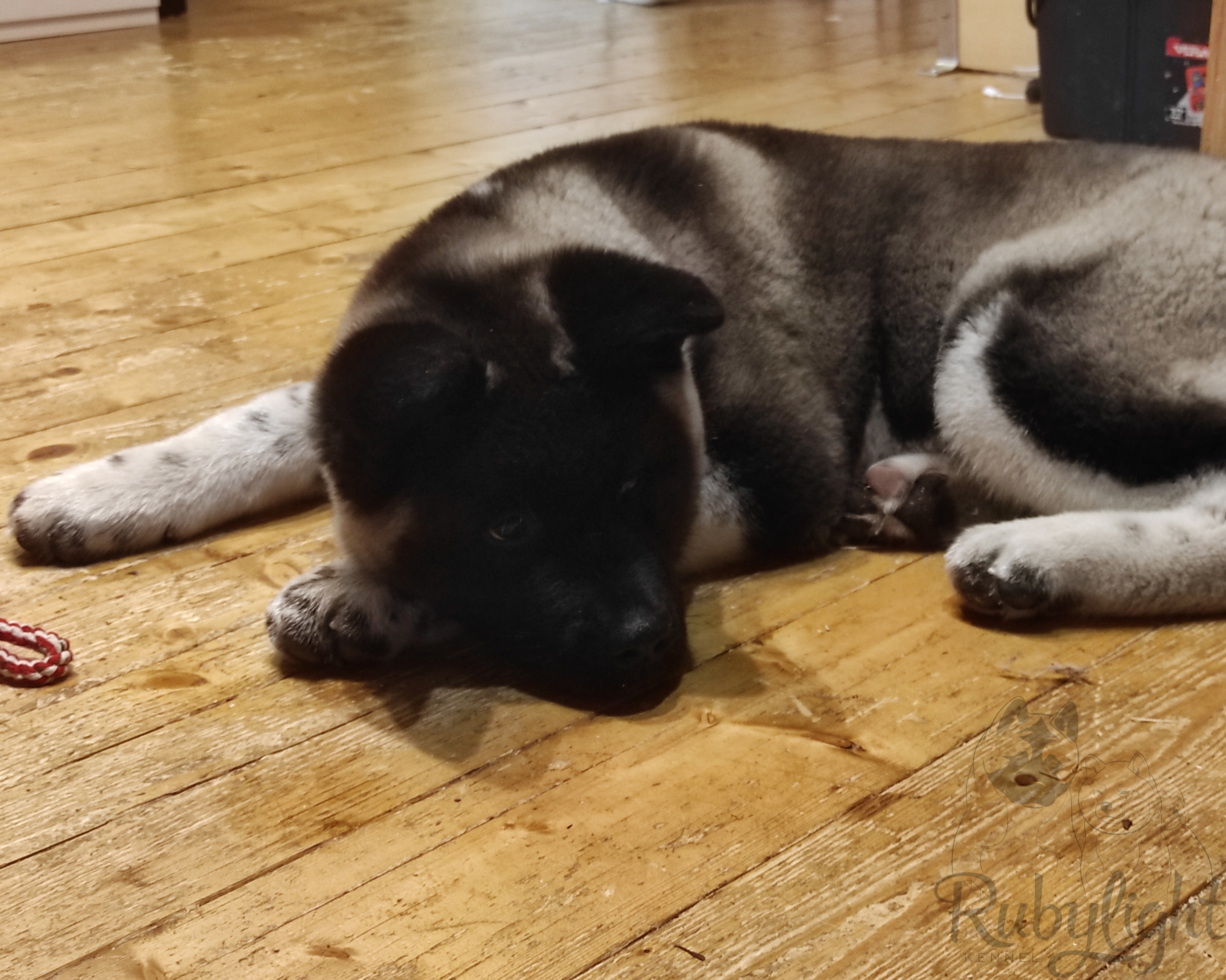 GLORIOUS LION MERCEDES * Шуга , Американская акита Санкт-Петербург, питомник RUBYLIGHT