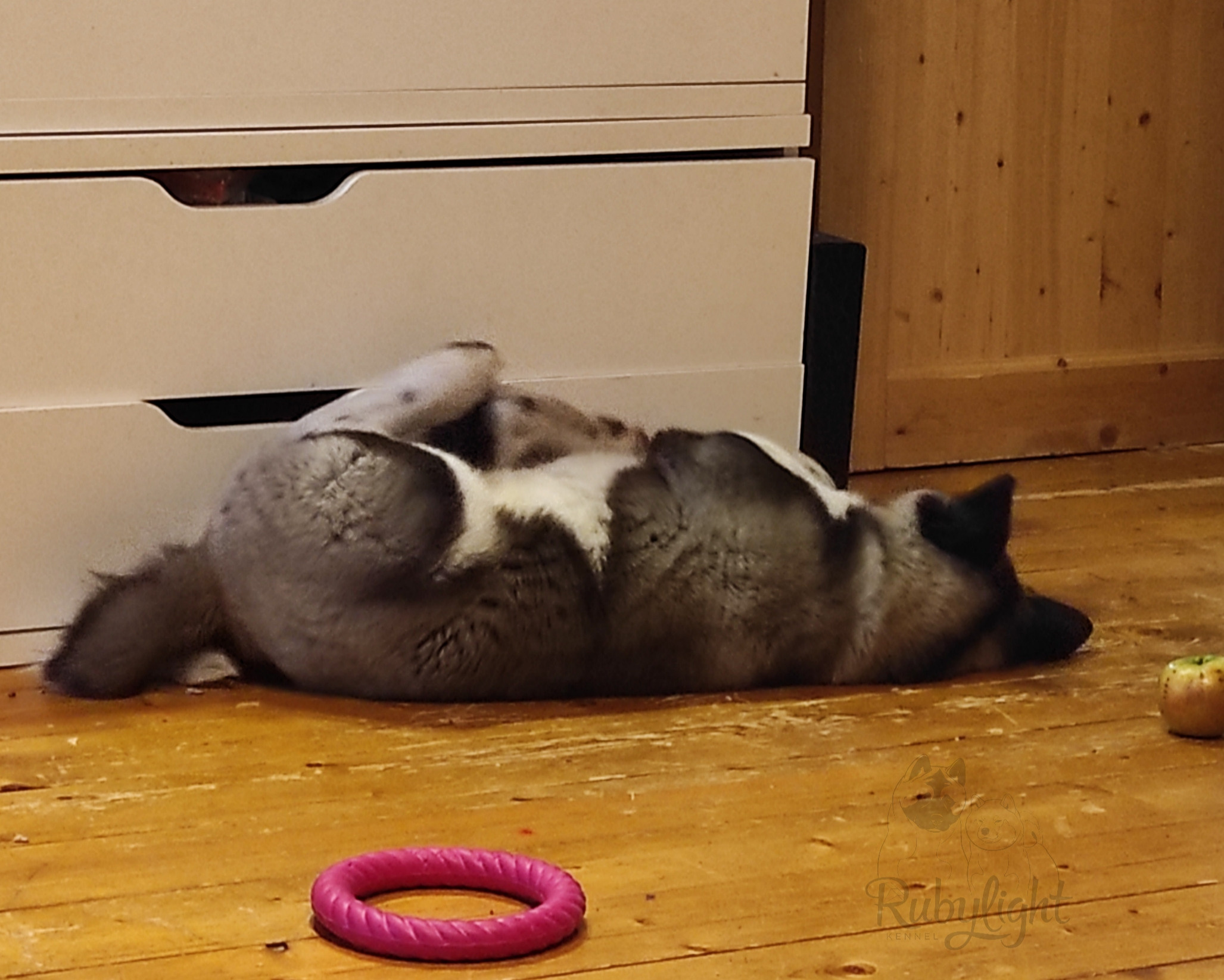 GLORIOUS LION MERCEDES * Шуга , Американская акита Санкт-Петербург, питомник RUBYLIGHT