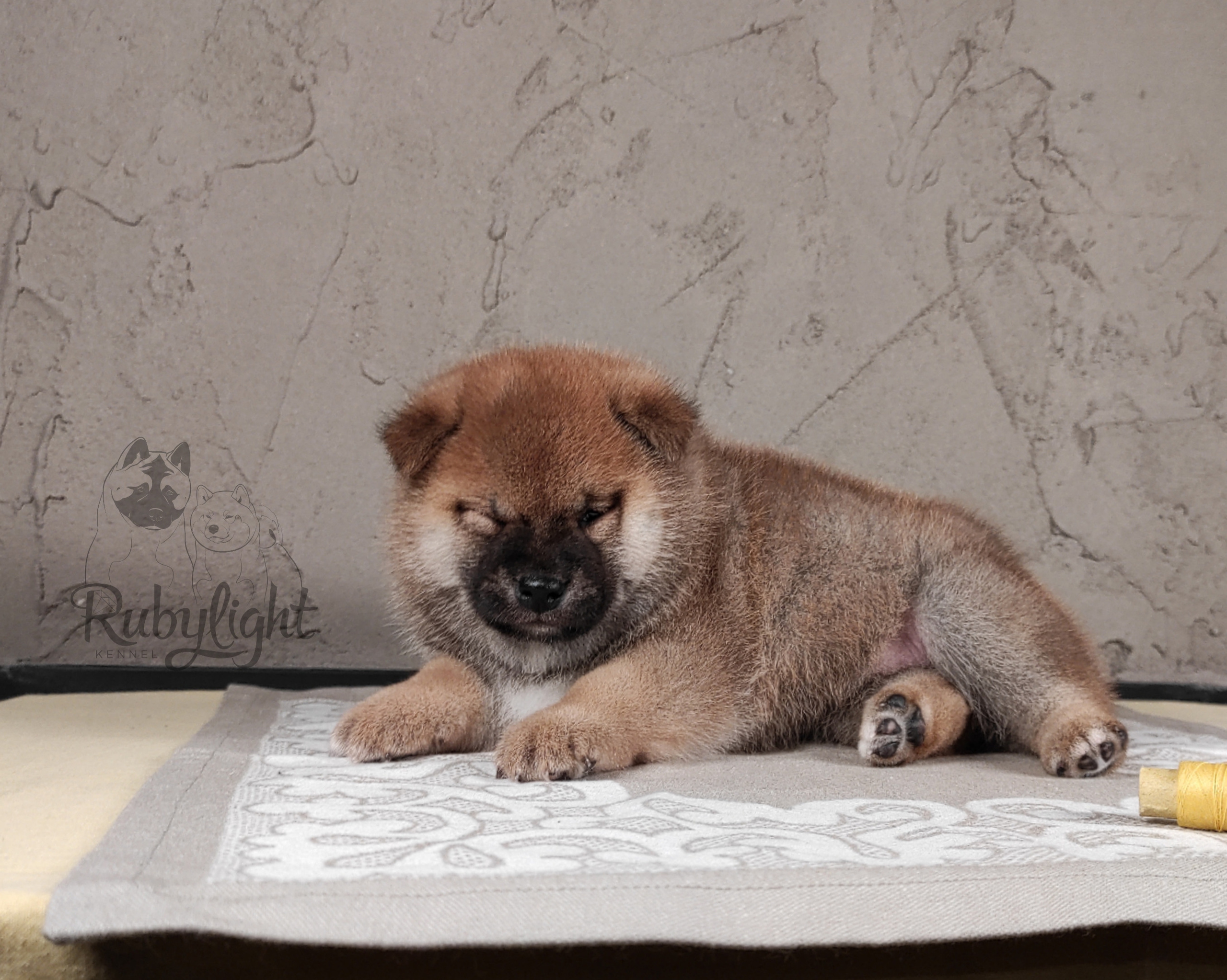 RUBYLIGHT Chojin hoshiko * Хоши Сиба питомник Рубилайт 