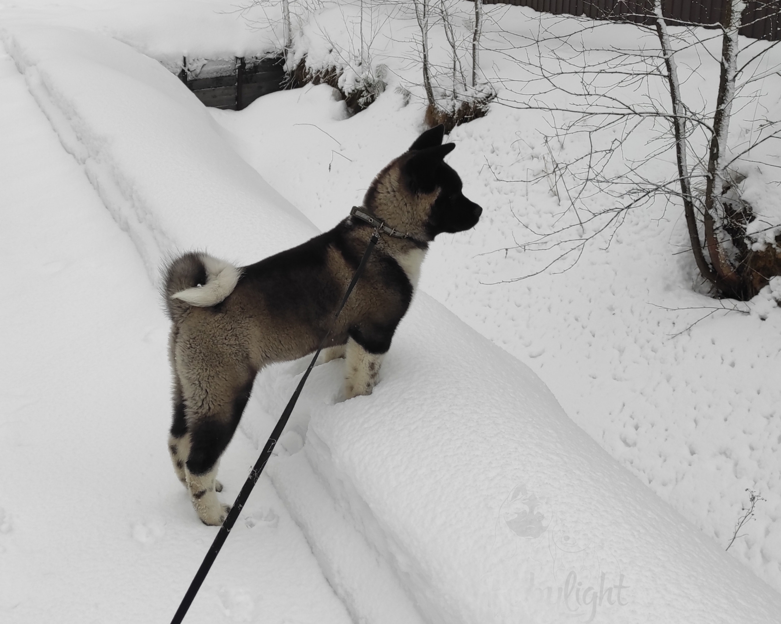 GLORIOUS LION MERCEDES * Шуга , Американская акита Санкт-Петербург, питомник RUBYLIGHT